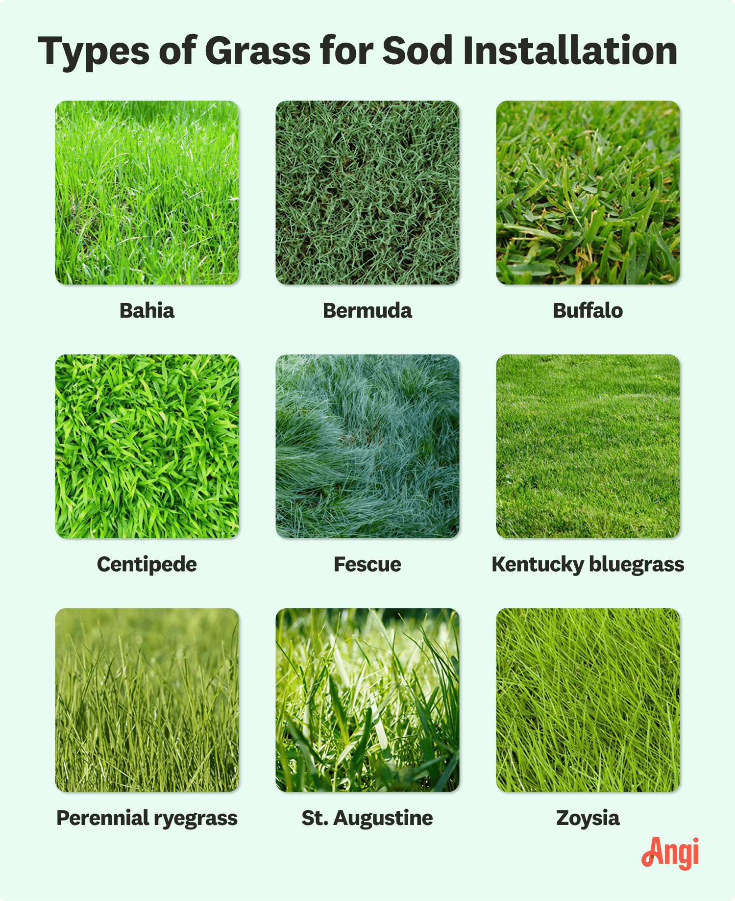 9 grass types for sod installation visually compared, including bahia, buffalo, and centipede