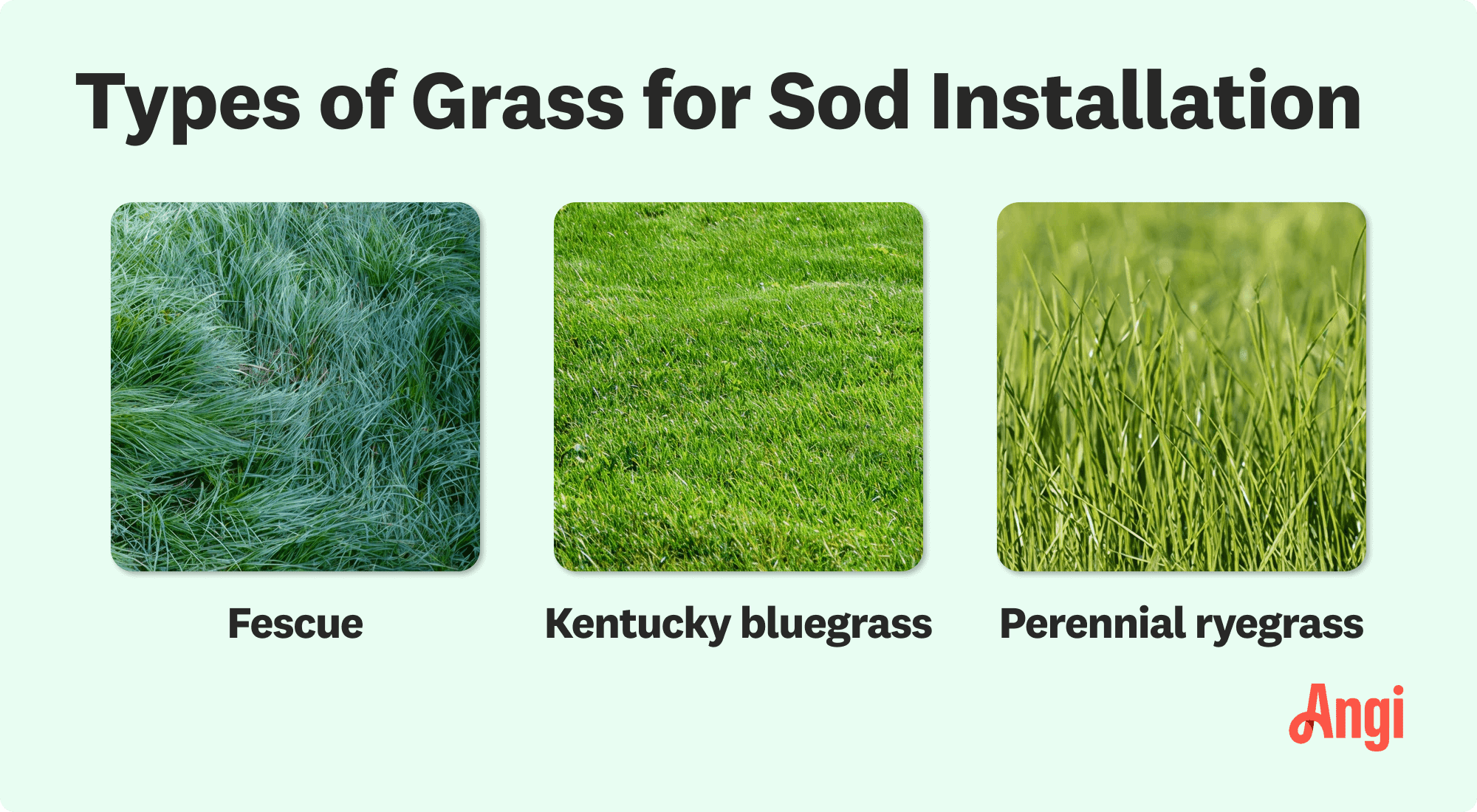 3 grass types for sod installation visually compared, including fescue, Kentucky bluegrass, and perennial ryegrass
