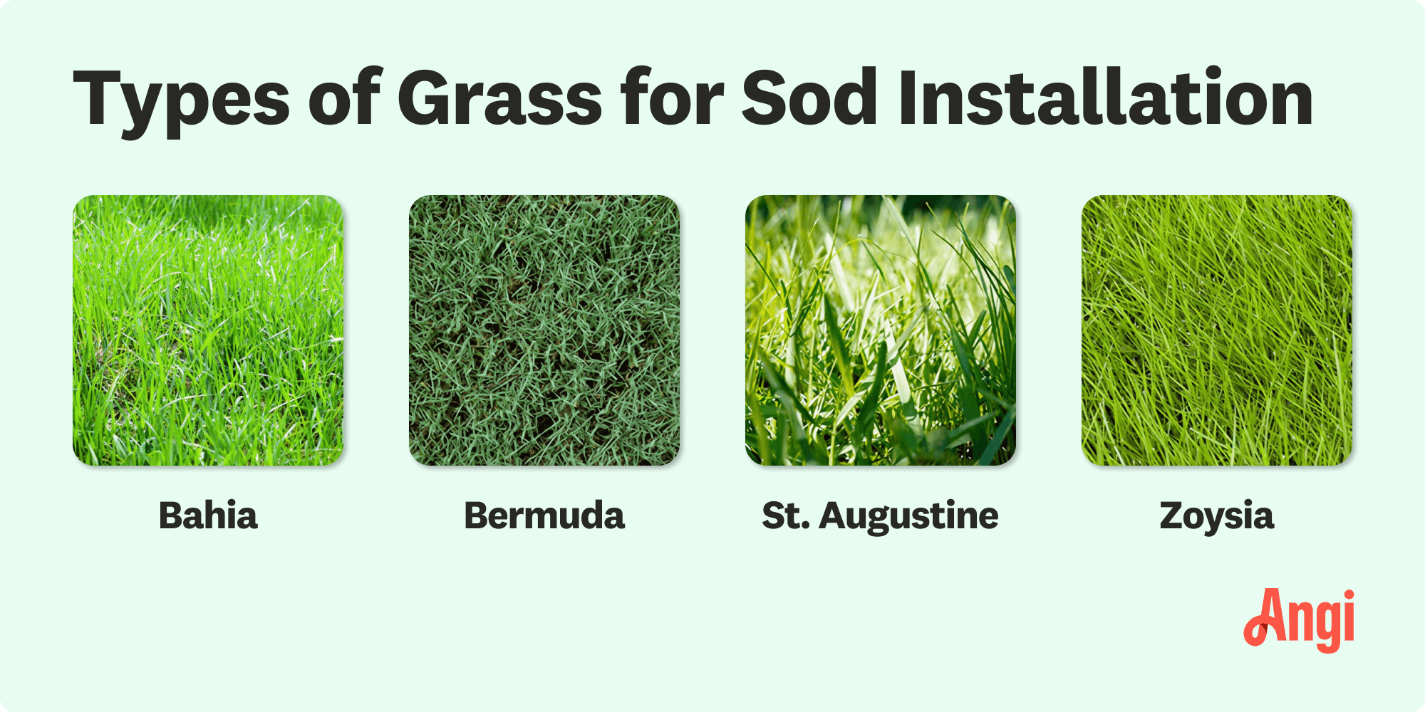4 grass types for sod installation visually compared, including bahia, Bermuda, and zoysia