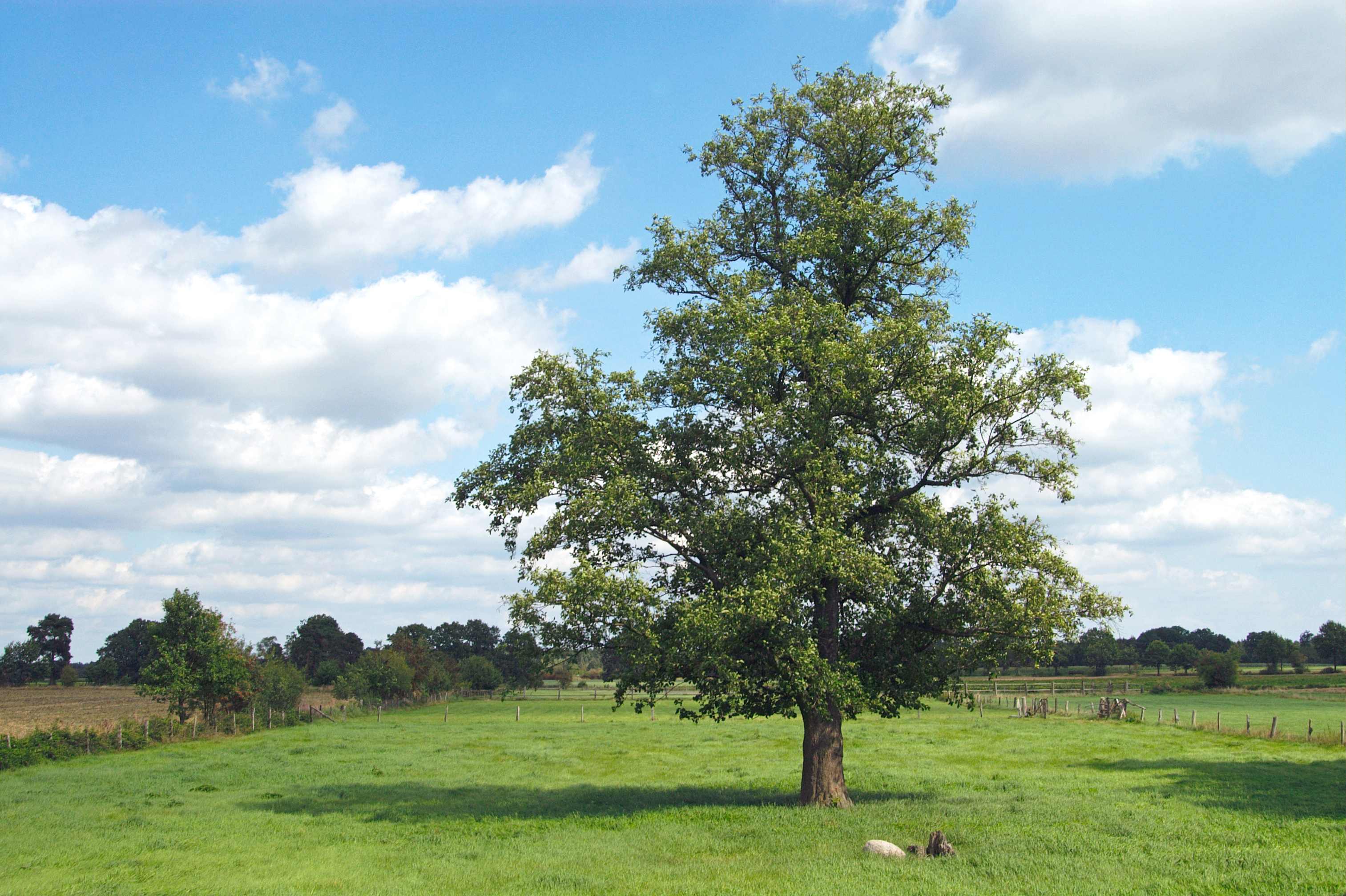 A mature elm tree planted in a field