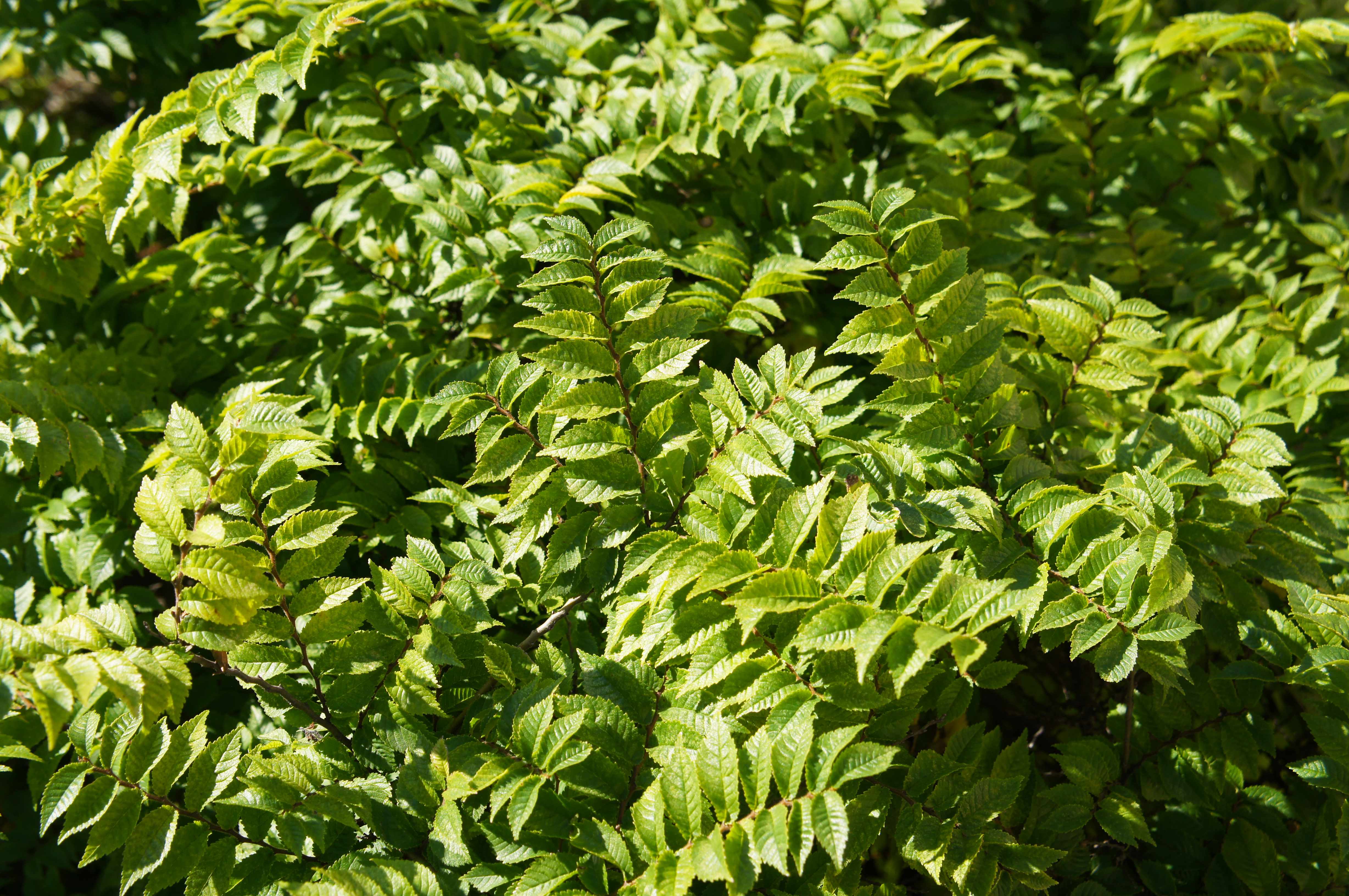 Foliage of an Ulmus Pumila tree 