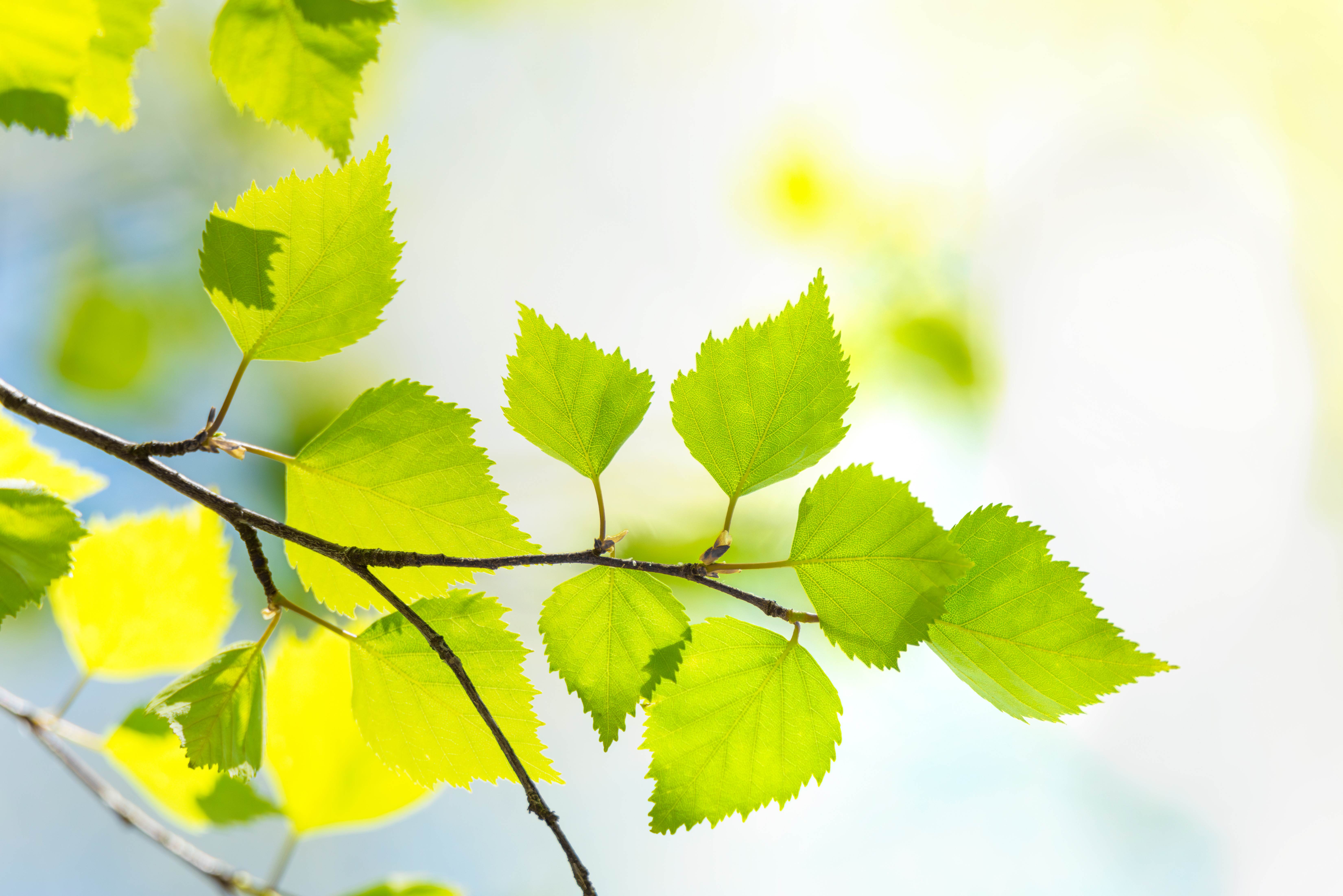 Birch tree leaves during the spring
