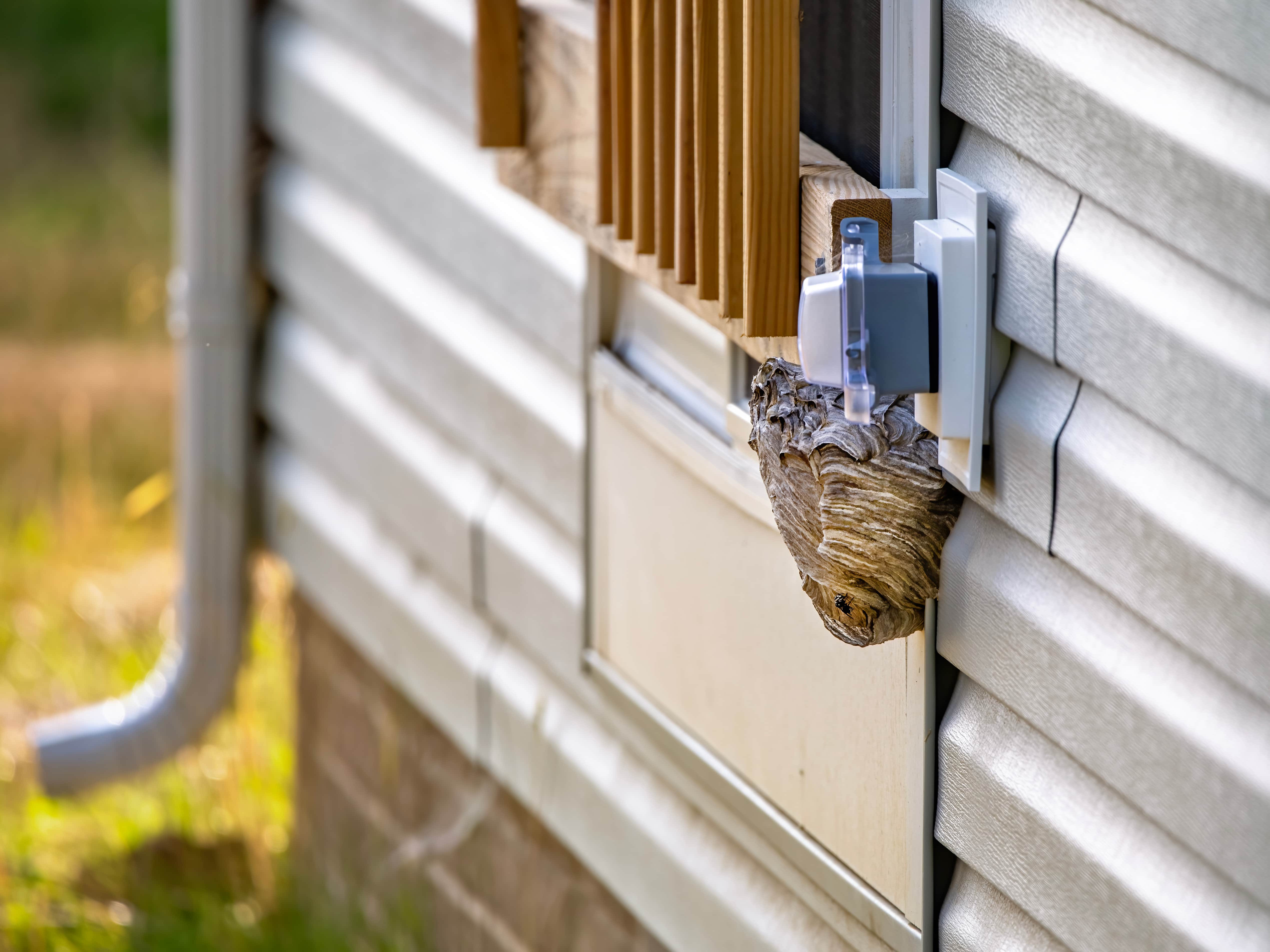 wasp nest outside home