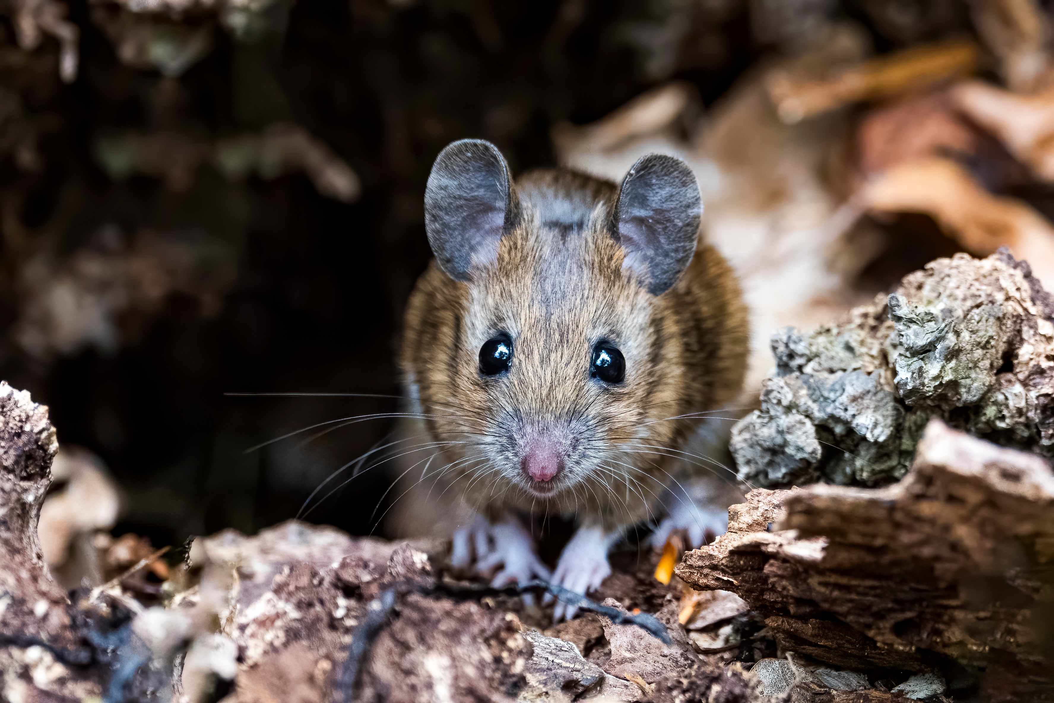 A mouse peeks out from the wood