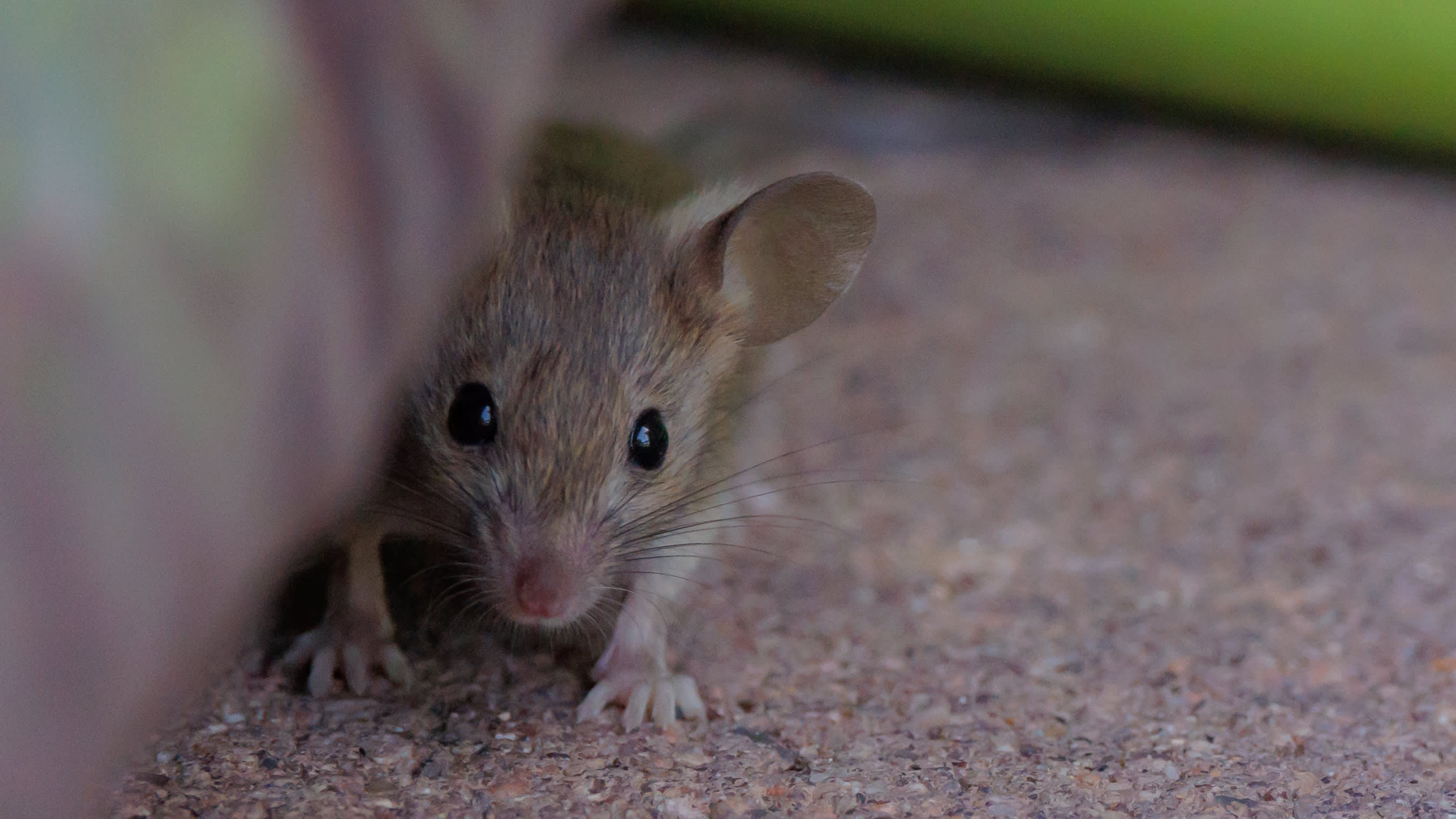 A mouse hides behind an object