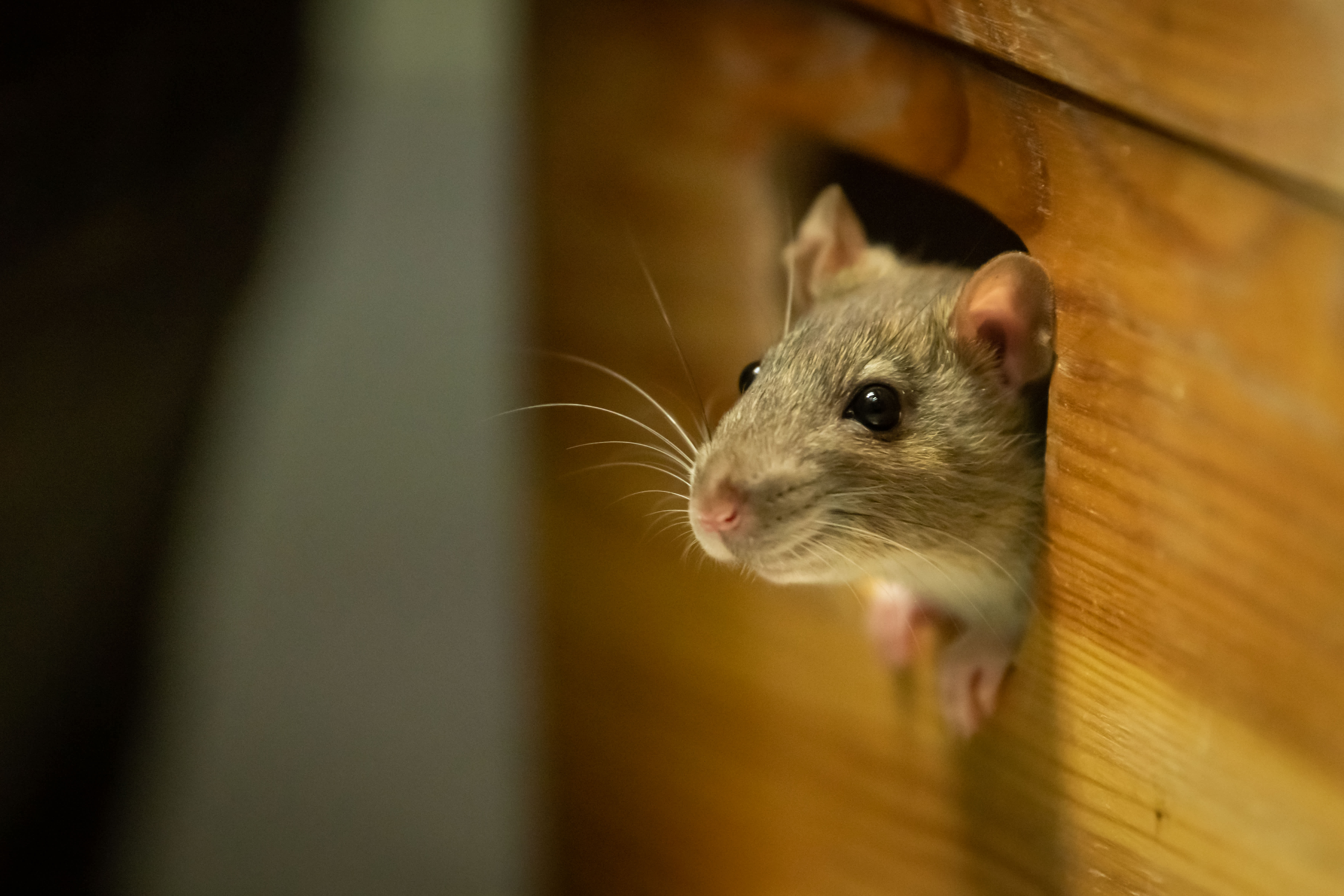 Mouse looking out of a wooden box