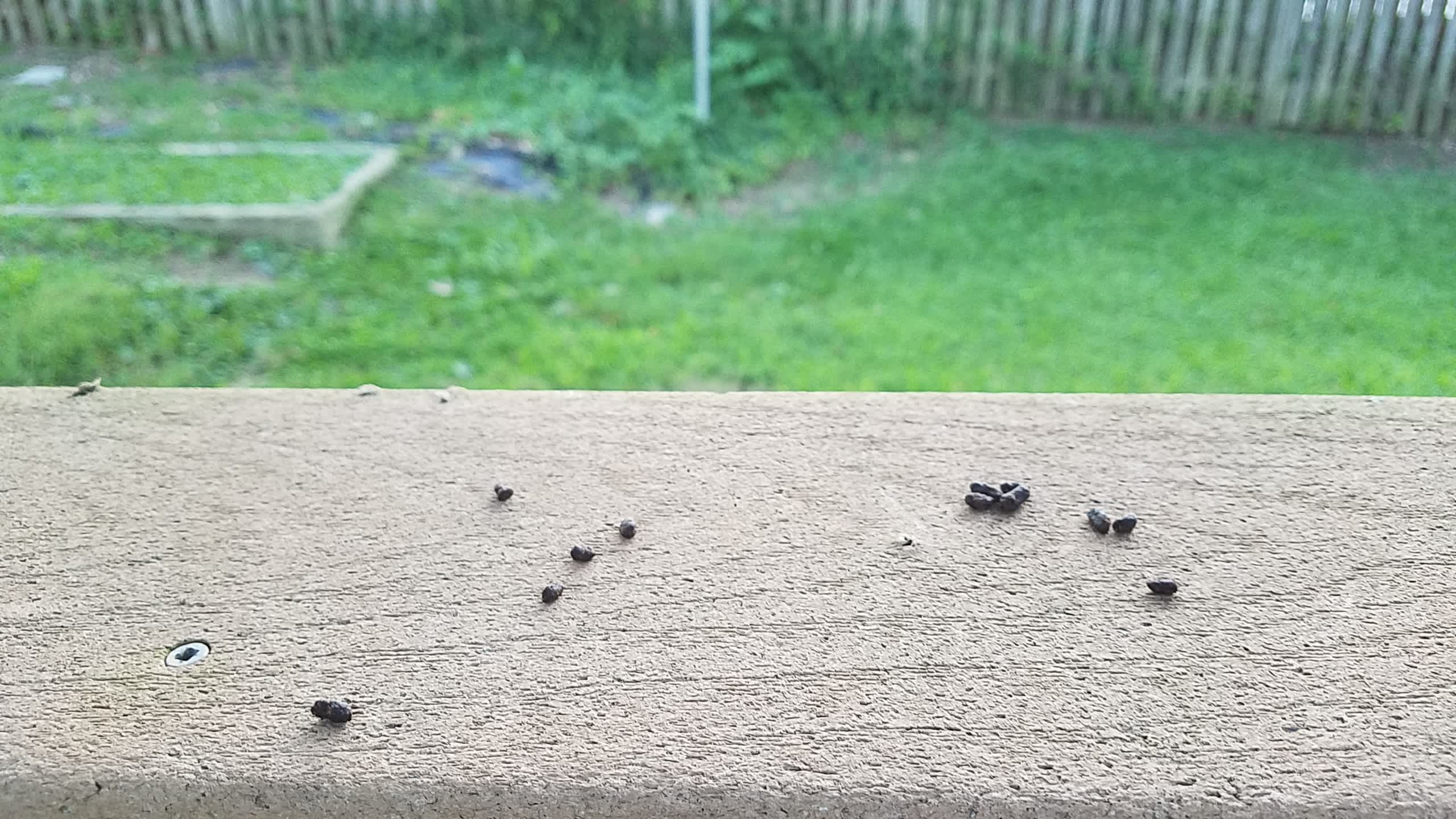 Squirrel poop on a deck railing
