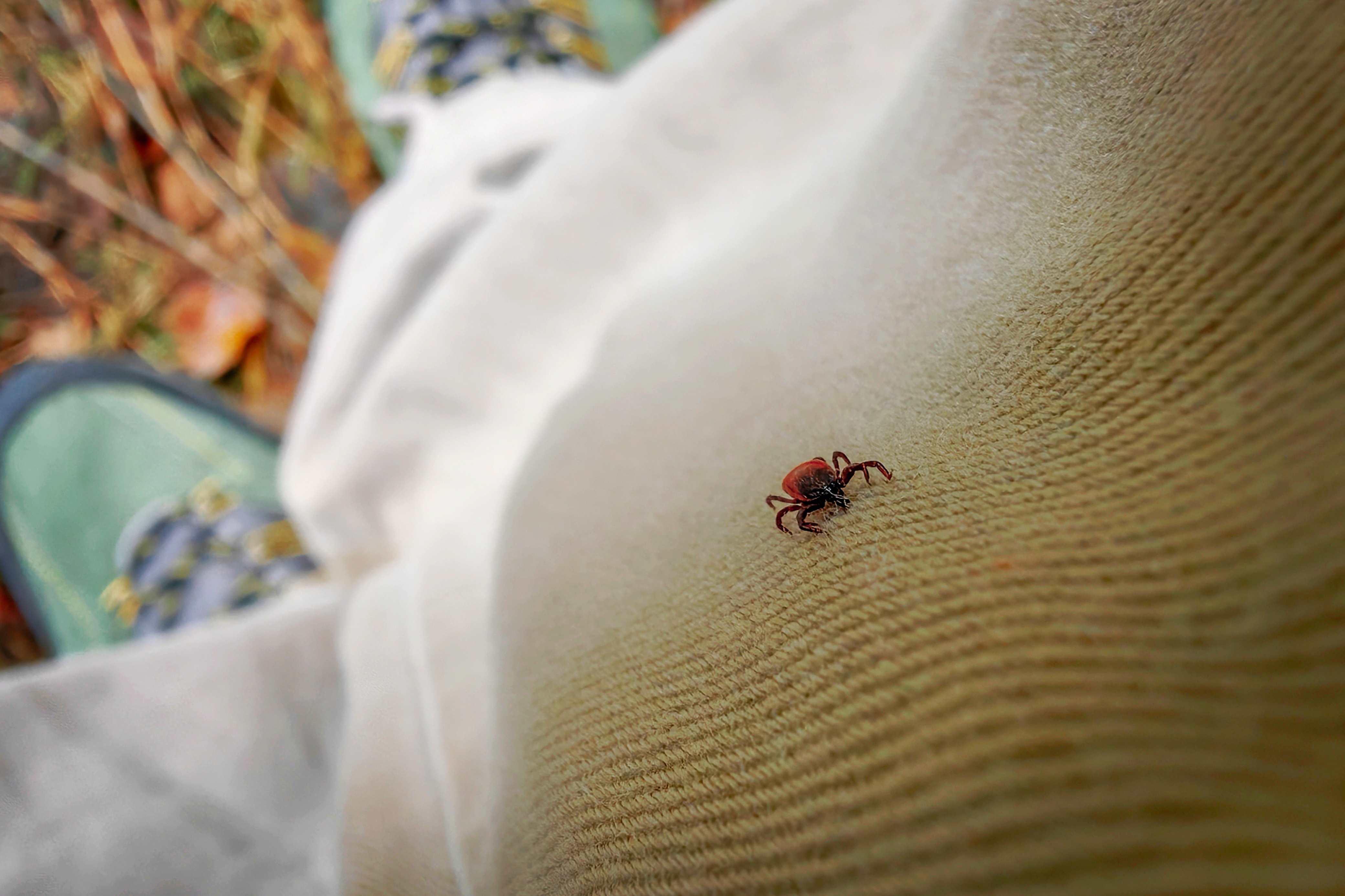 A tick clinging to a hiker's pants in the forest