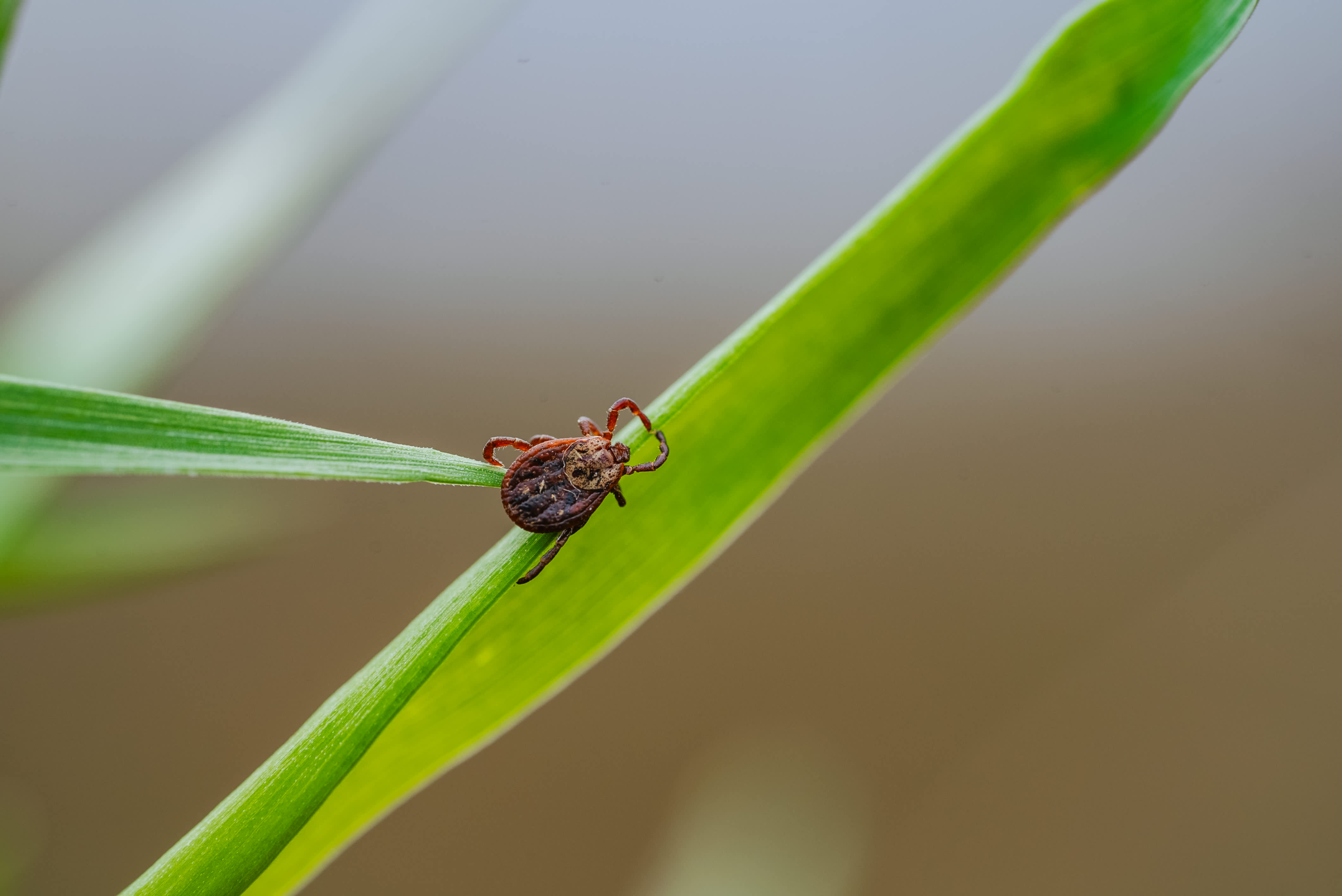 A tick perching on a blade of grass