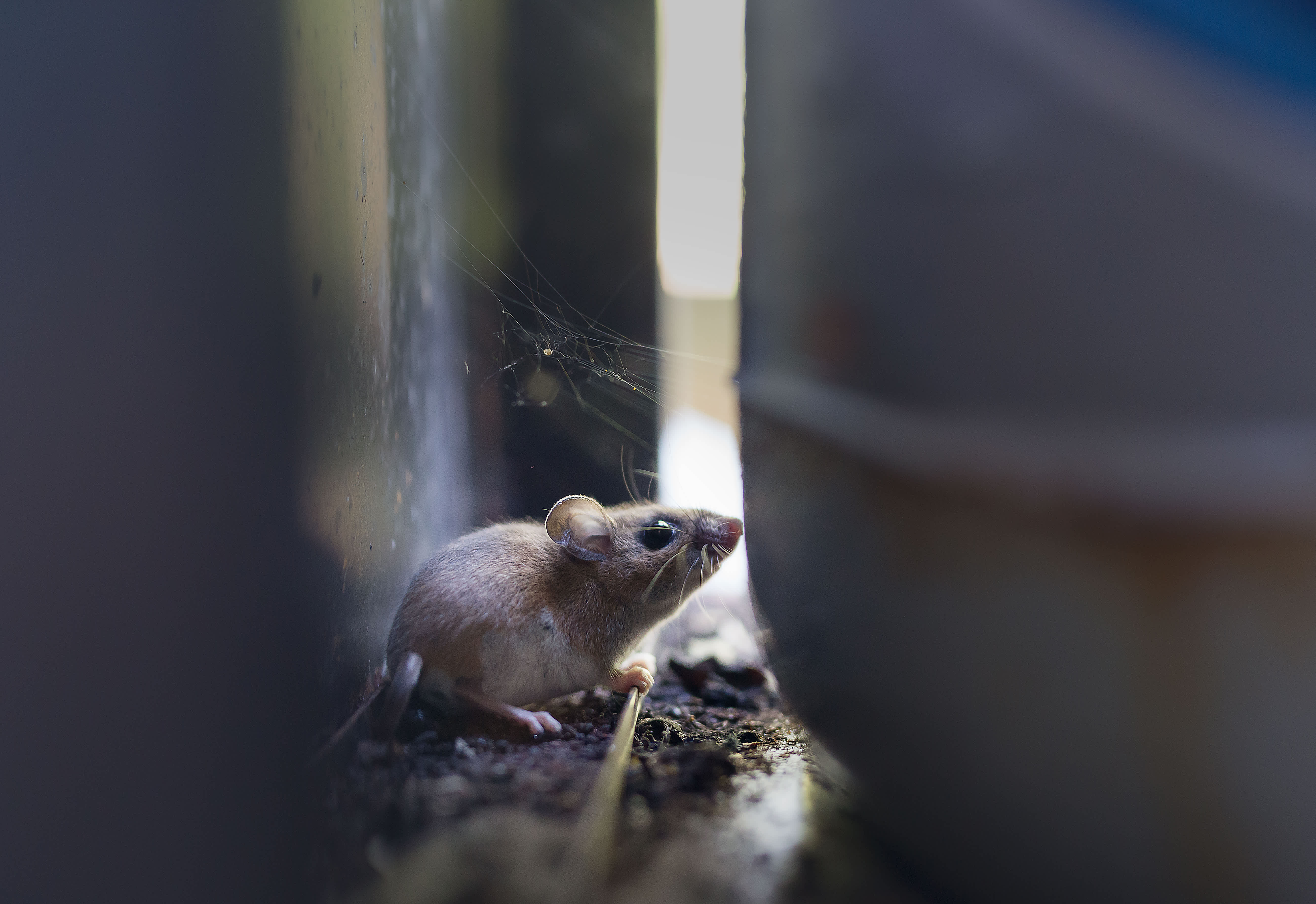 A deer mouse in a cabinet