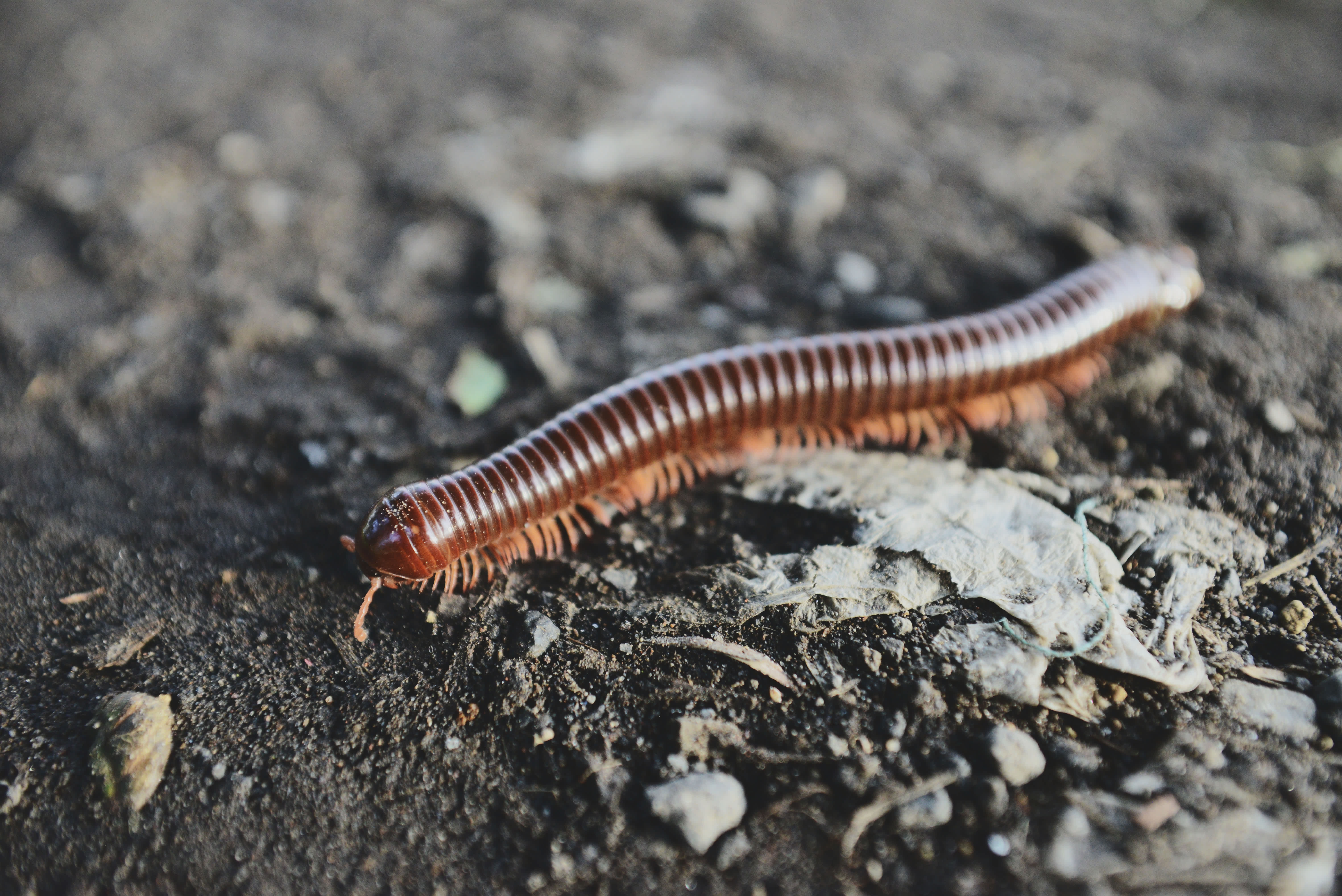 A centipede on soil