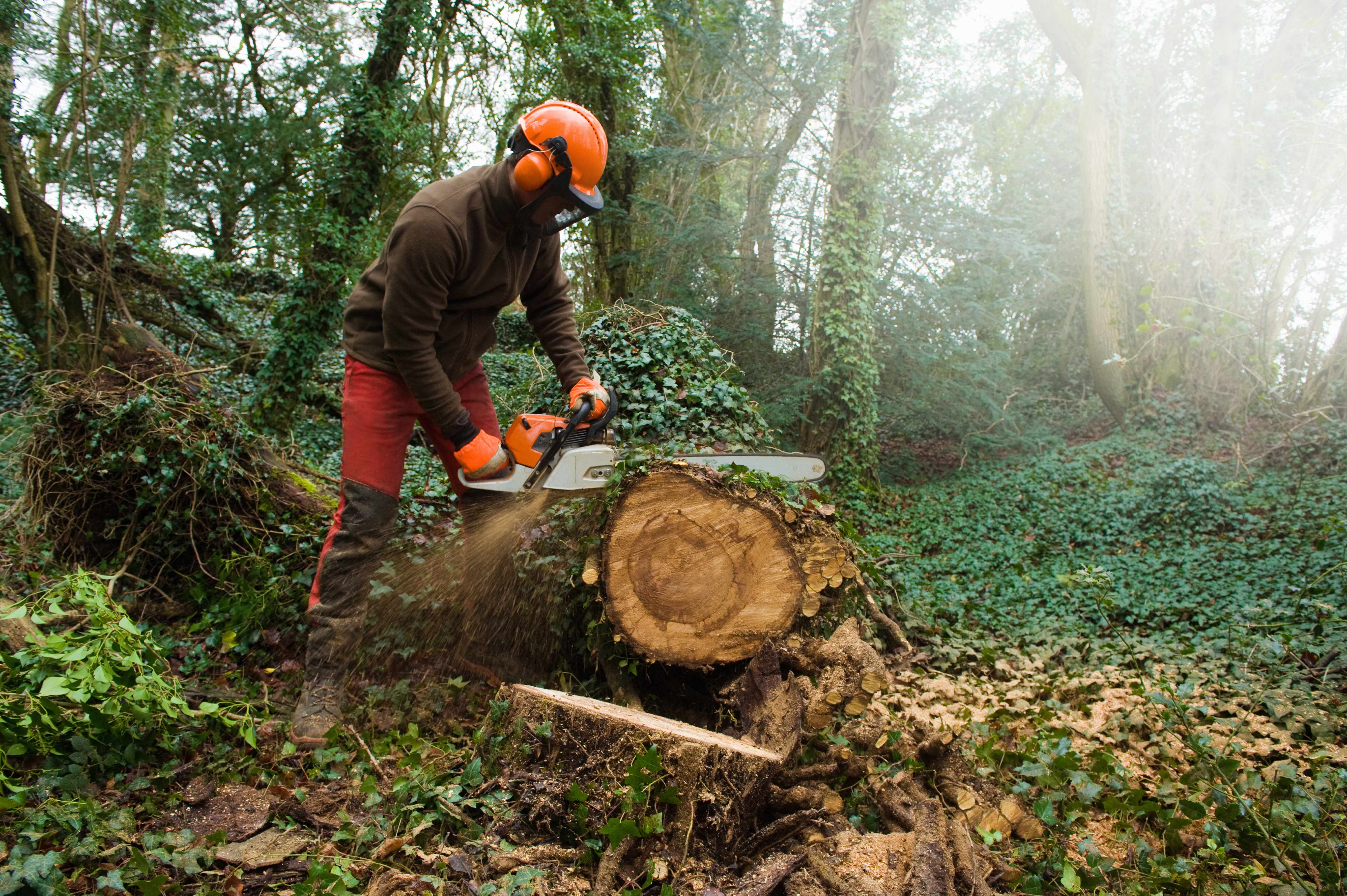 A person using a chainsaw to cut a tree trunk