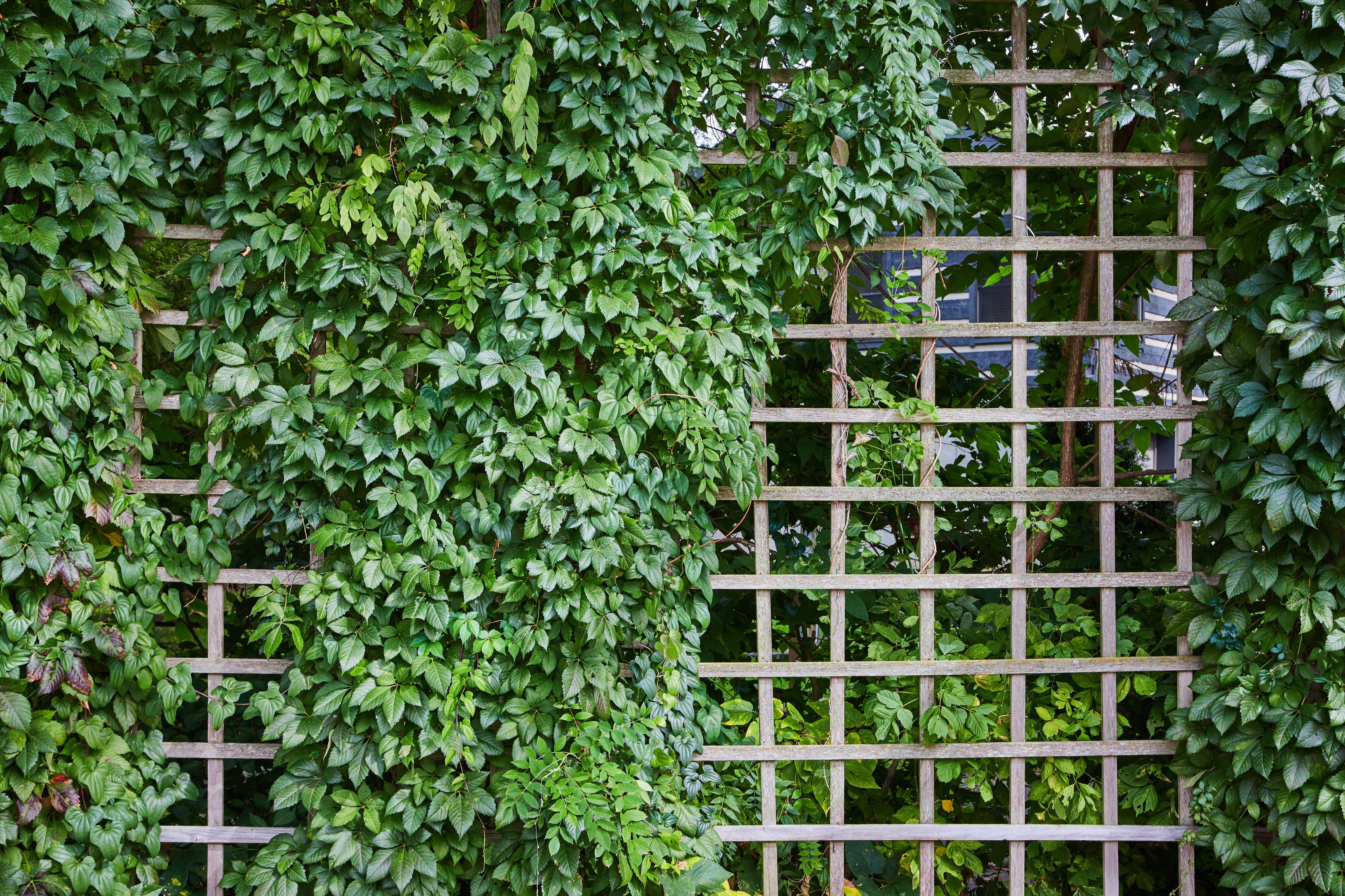 Alt text: Folliage on a wooden trellis