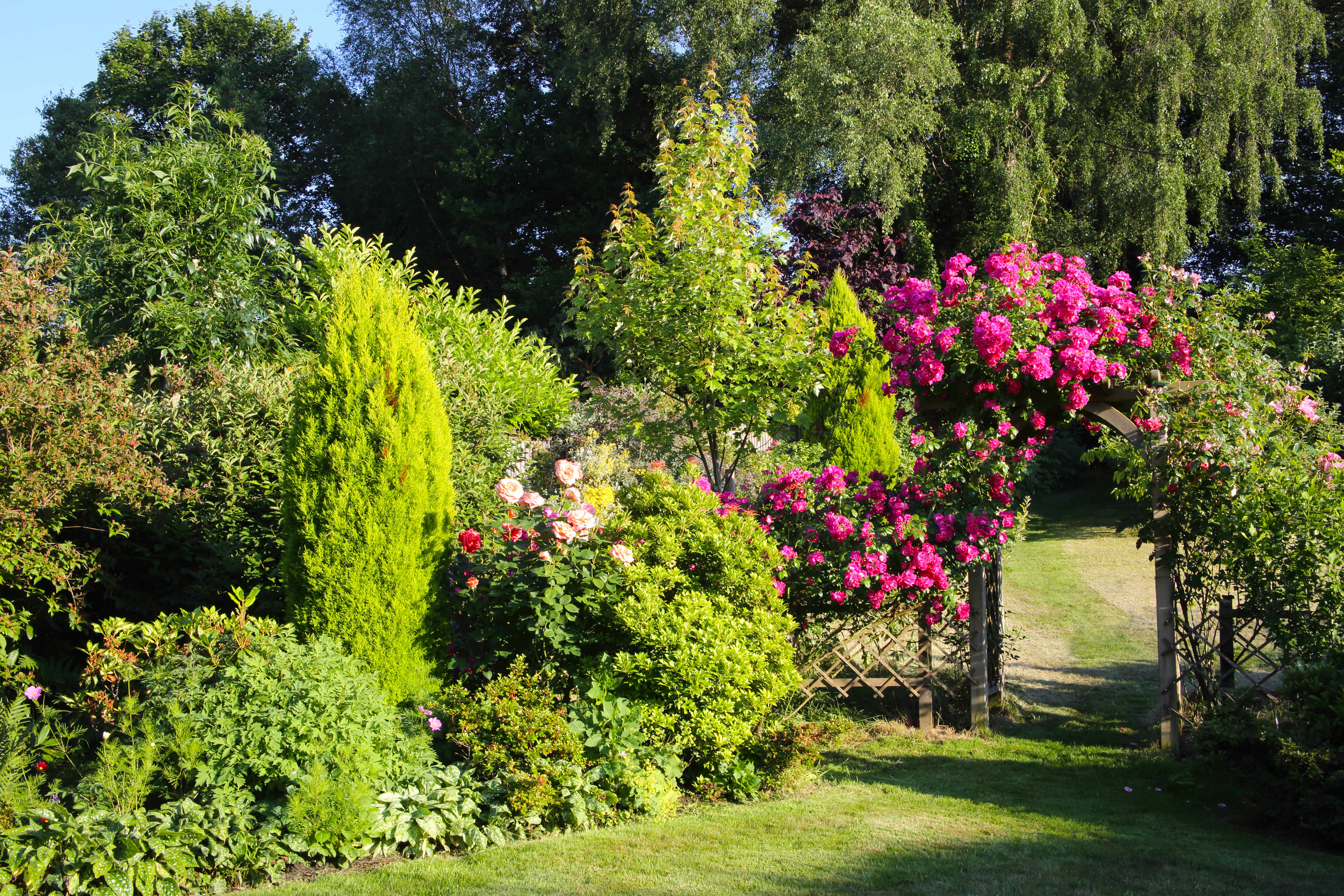 A landscaped garden with roses over an arbor