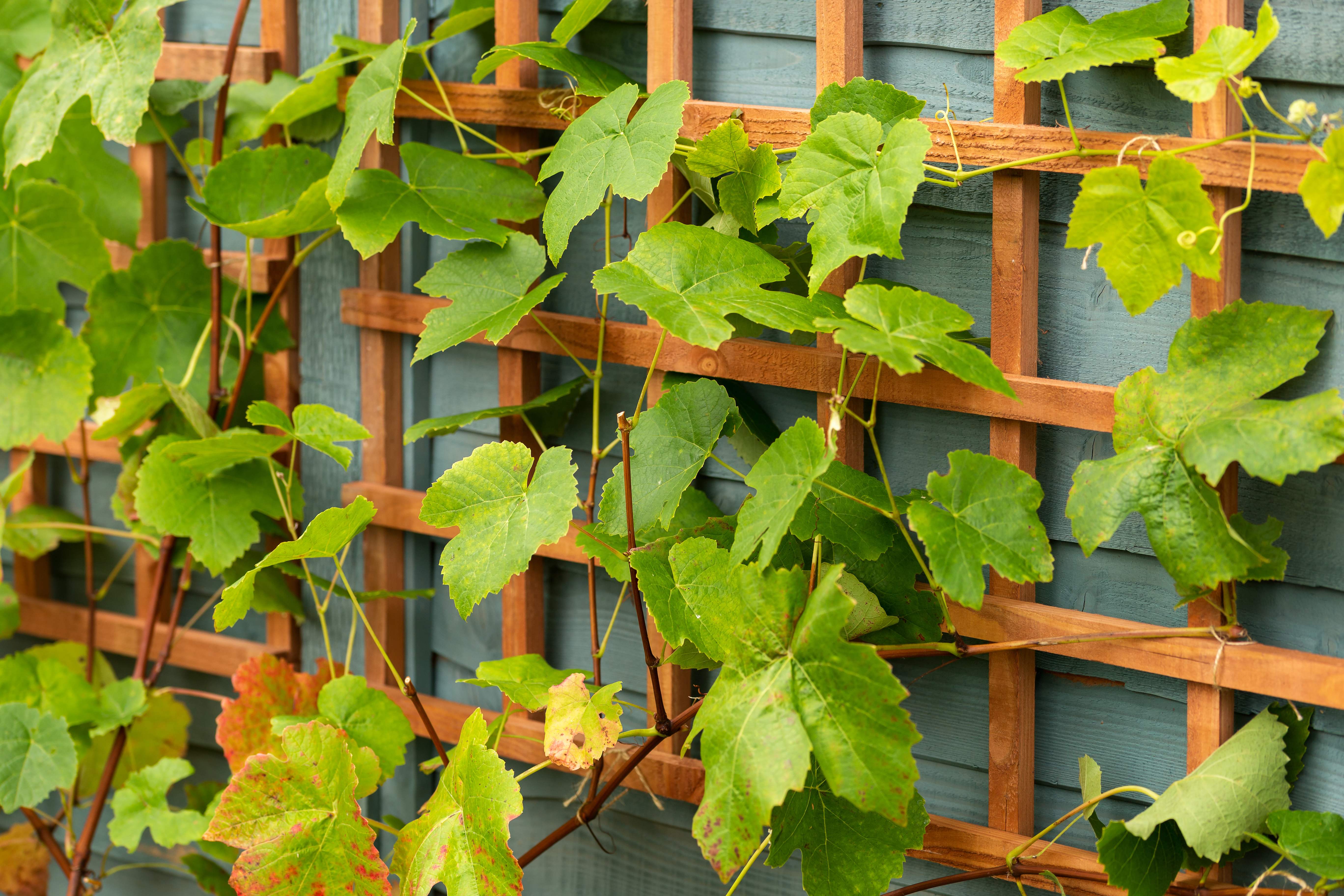 Close-up of grape vines on a trellis
