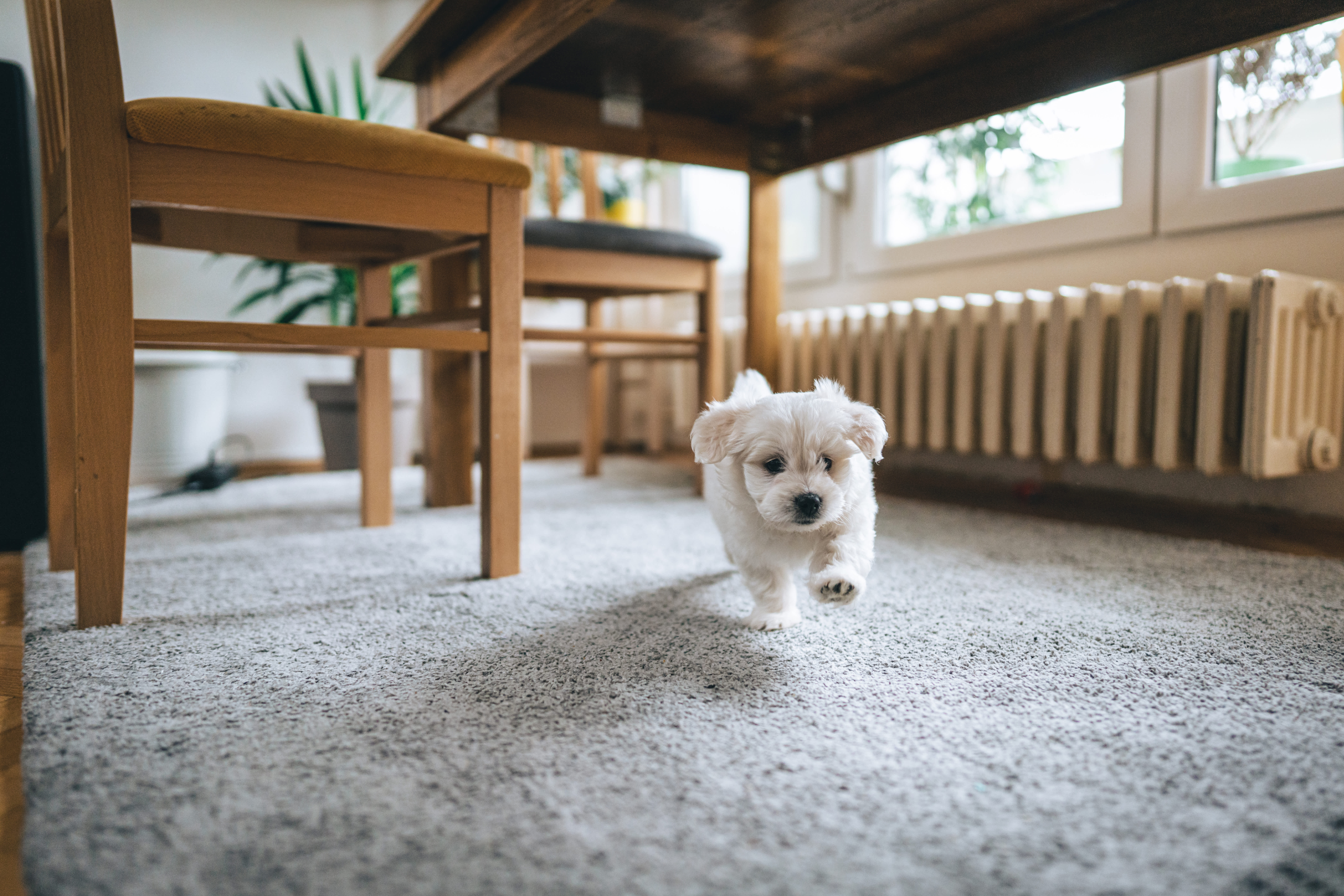 A small dog running on carpet