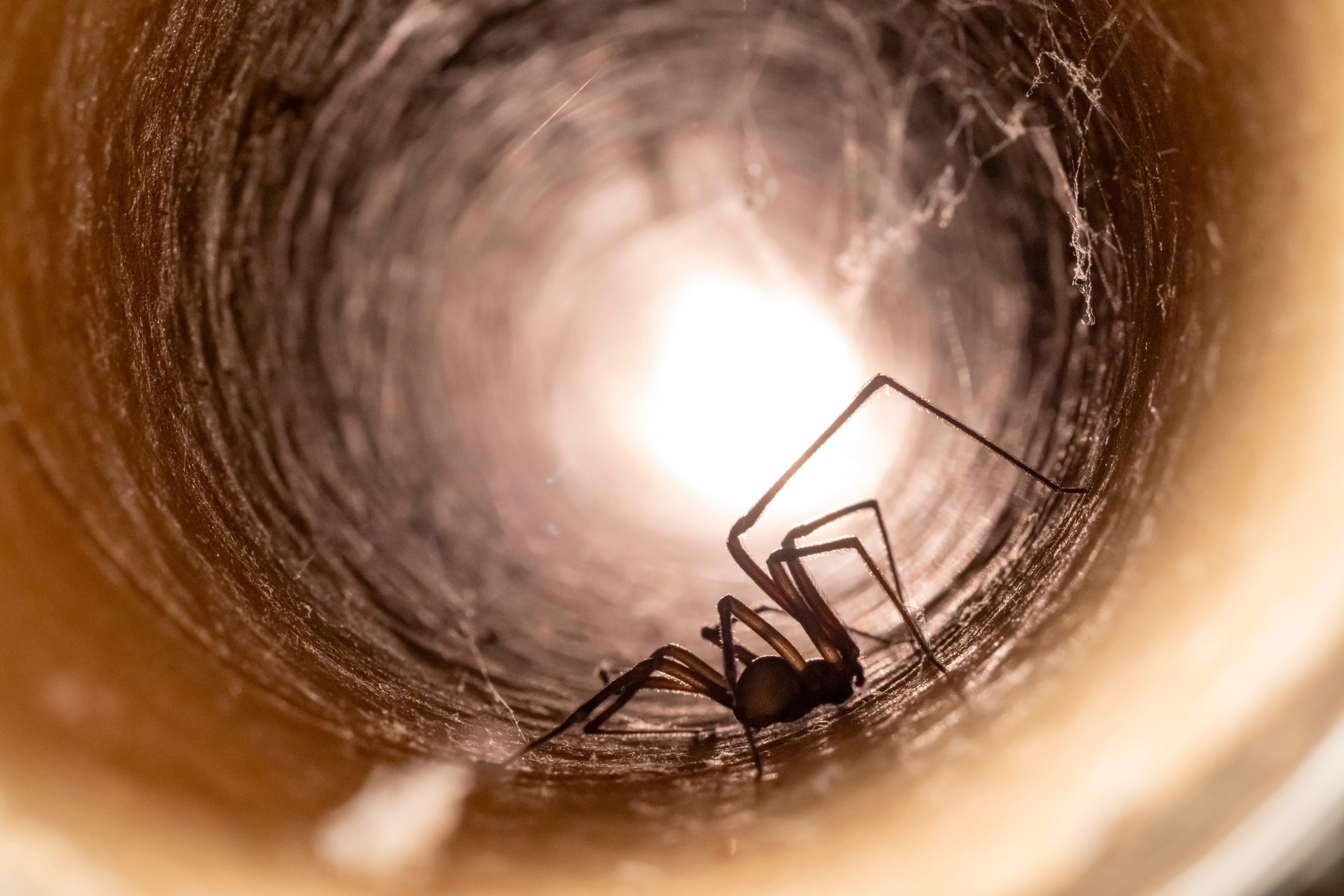 Close-up view of a spider crawling inside a narrow pipe lined with cobwebs, illuminated from the far end.