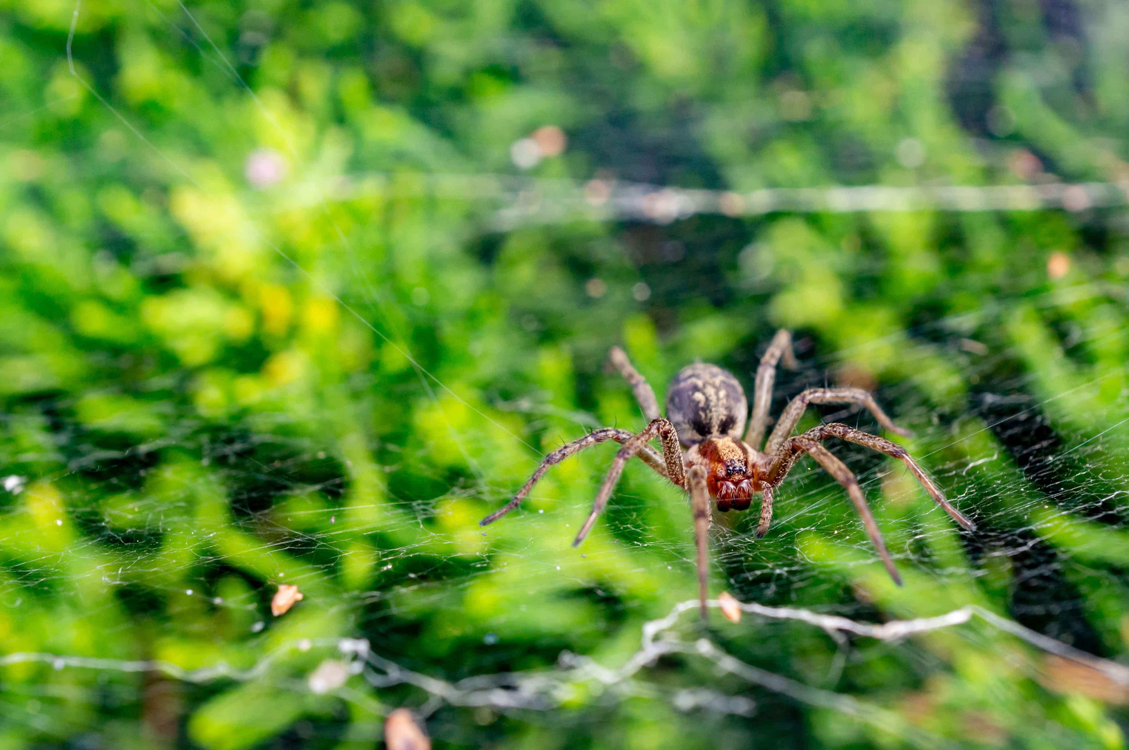 Close-up of a spider sitting in the center of its web with a blurred green background of plants.