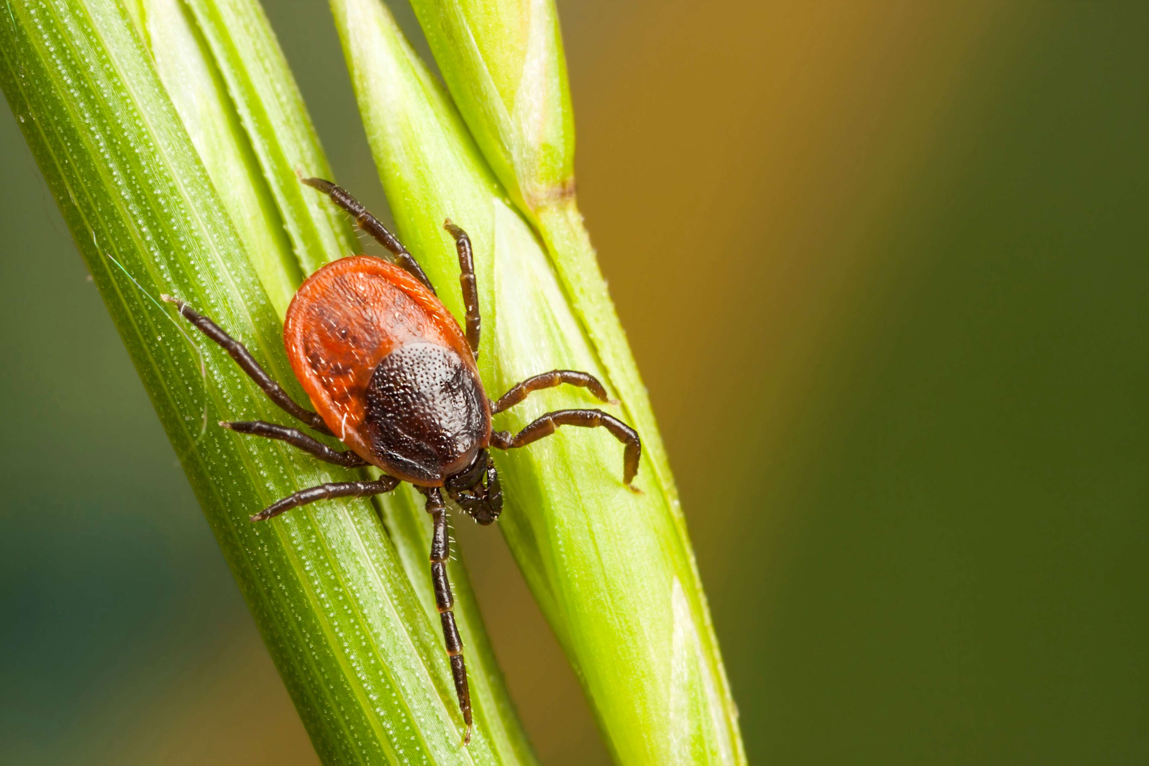 Detail of a tick perched on a plant 