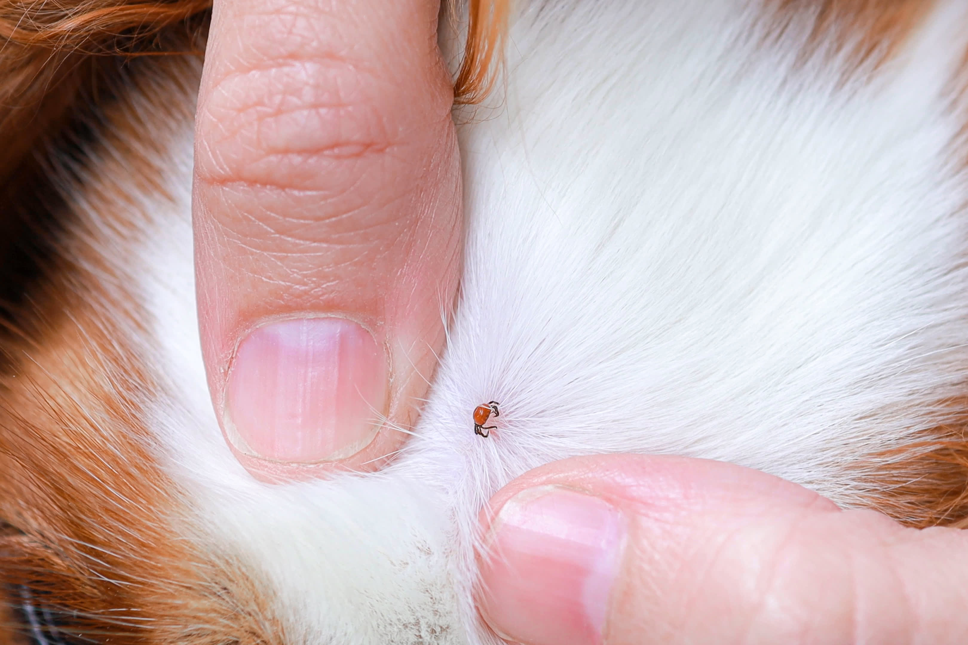 Tick firmly attached to a mammal host to feed on blood