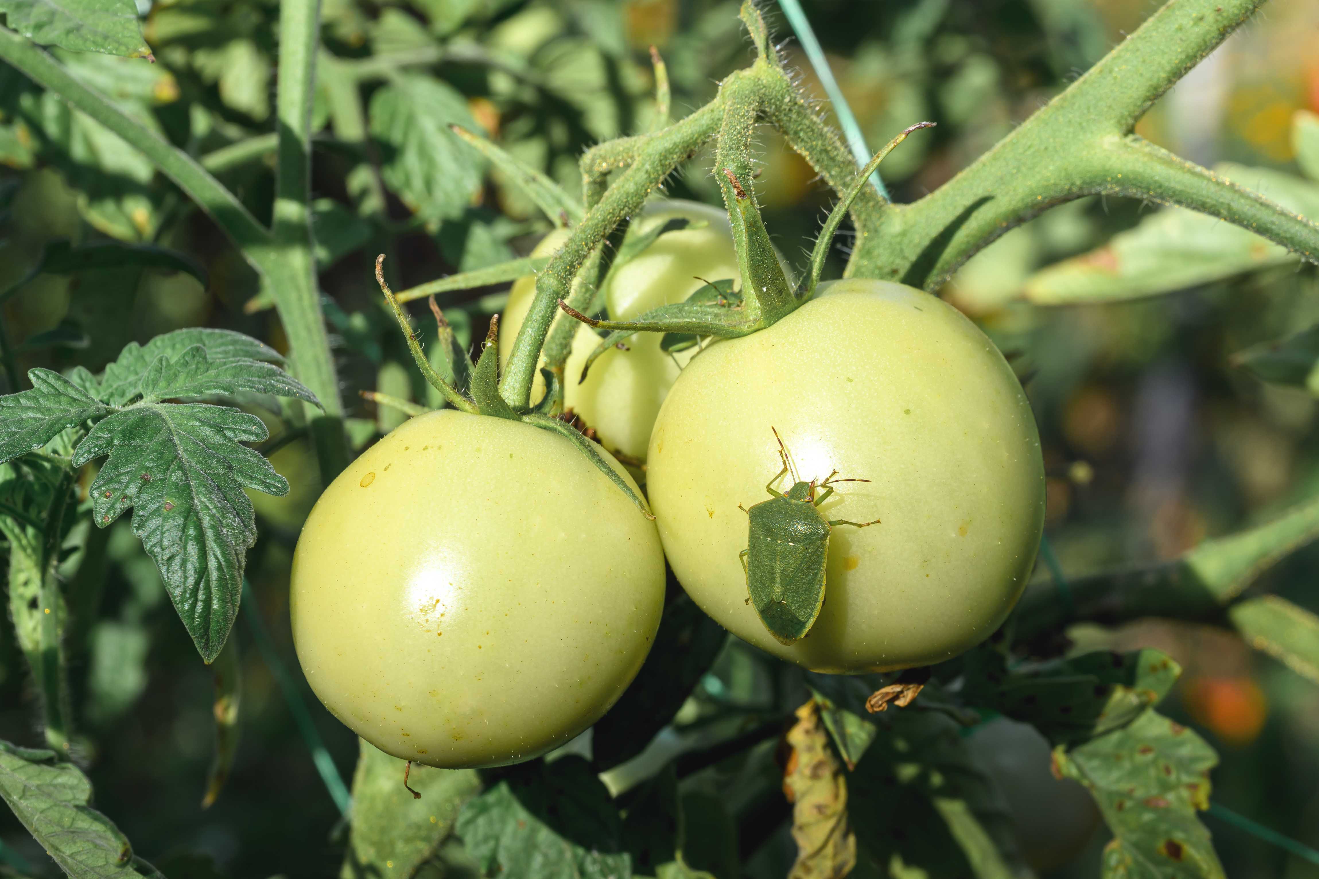 Green stink bug on a garden tomato