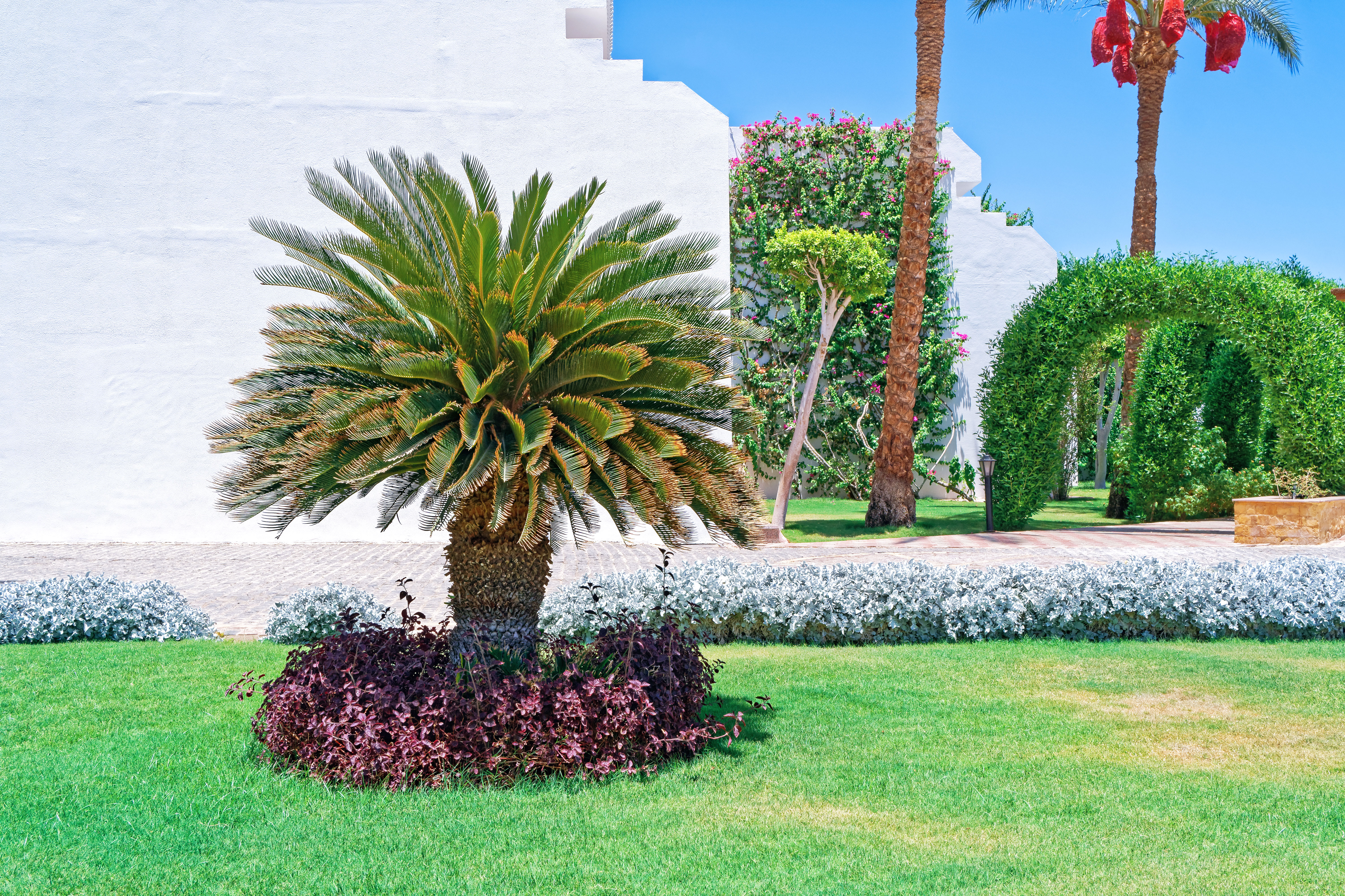 Small palm tree in a flowerbed