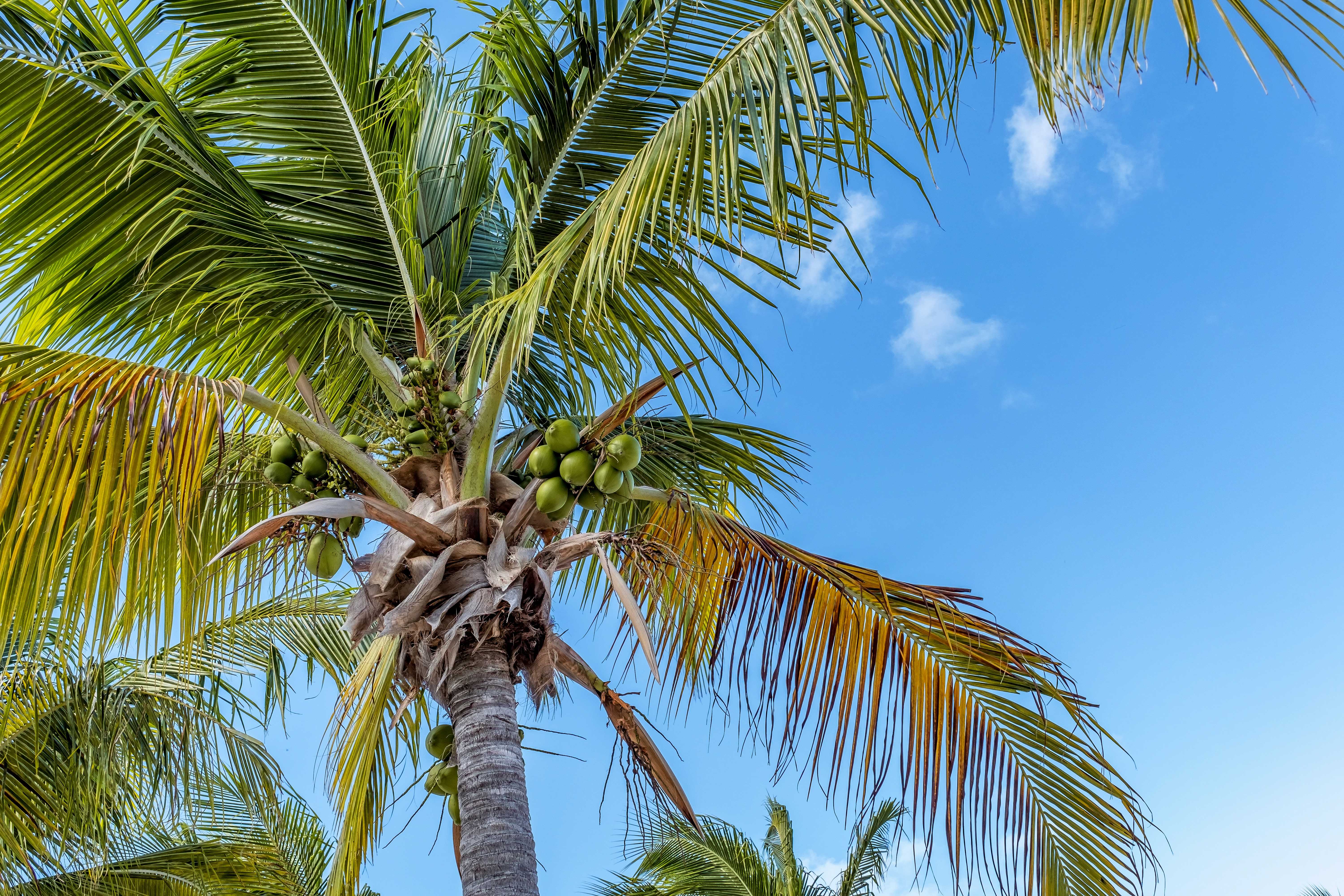 Coconut tree with clusters of coconuts against the blue sky