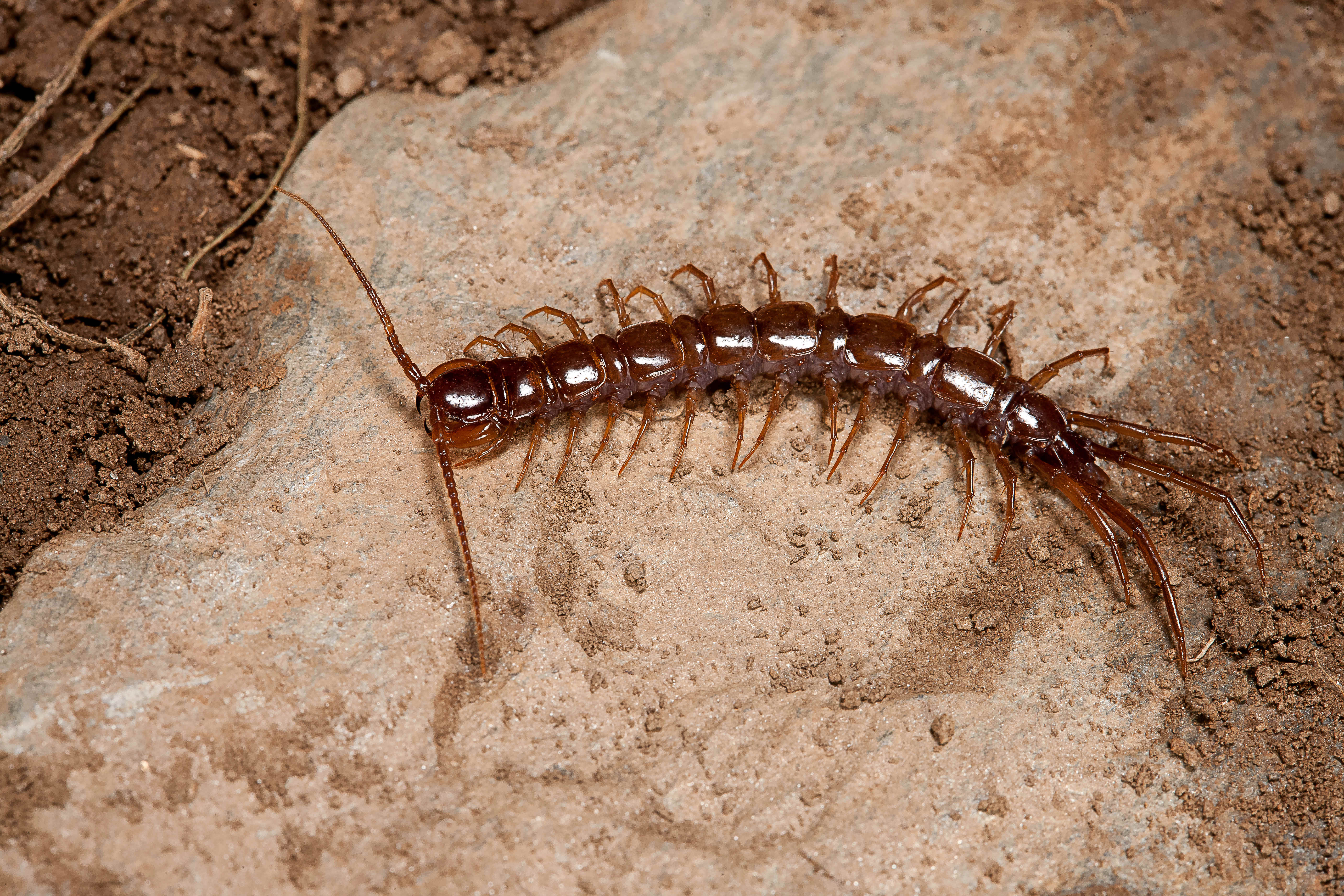 Centipede is crawling across the surface