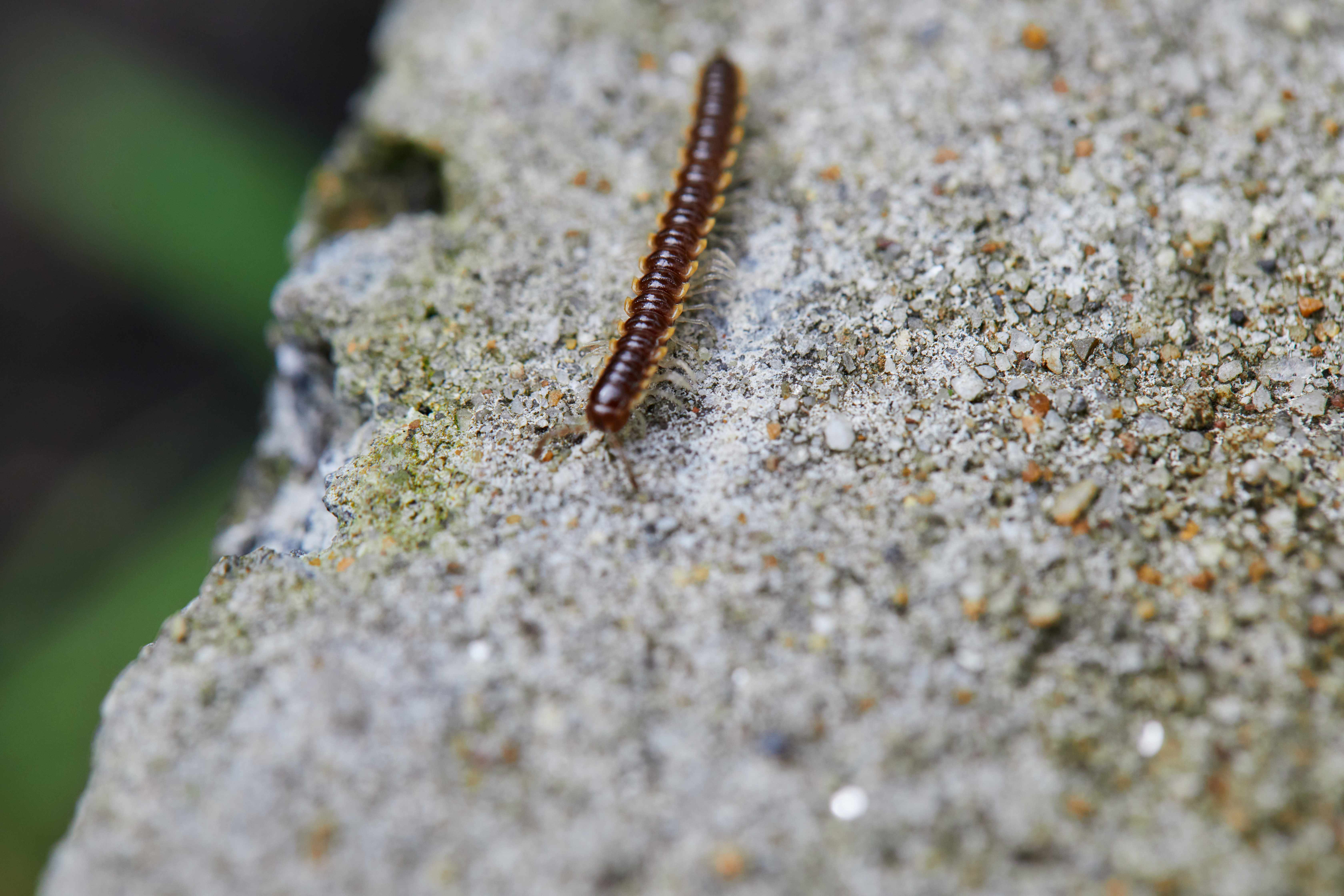 Close-up view of Millipede