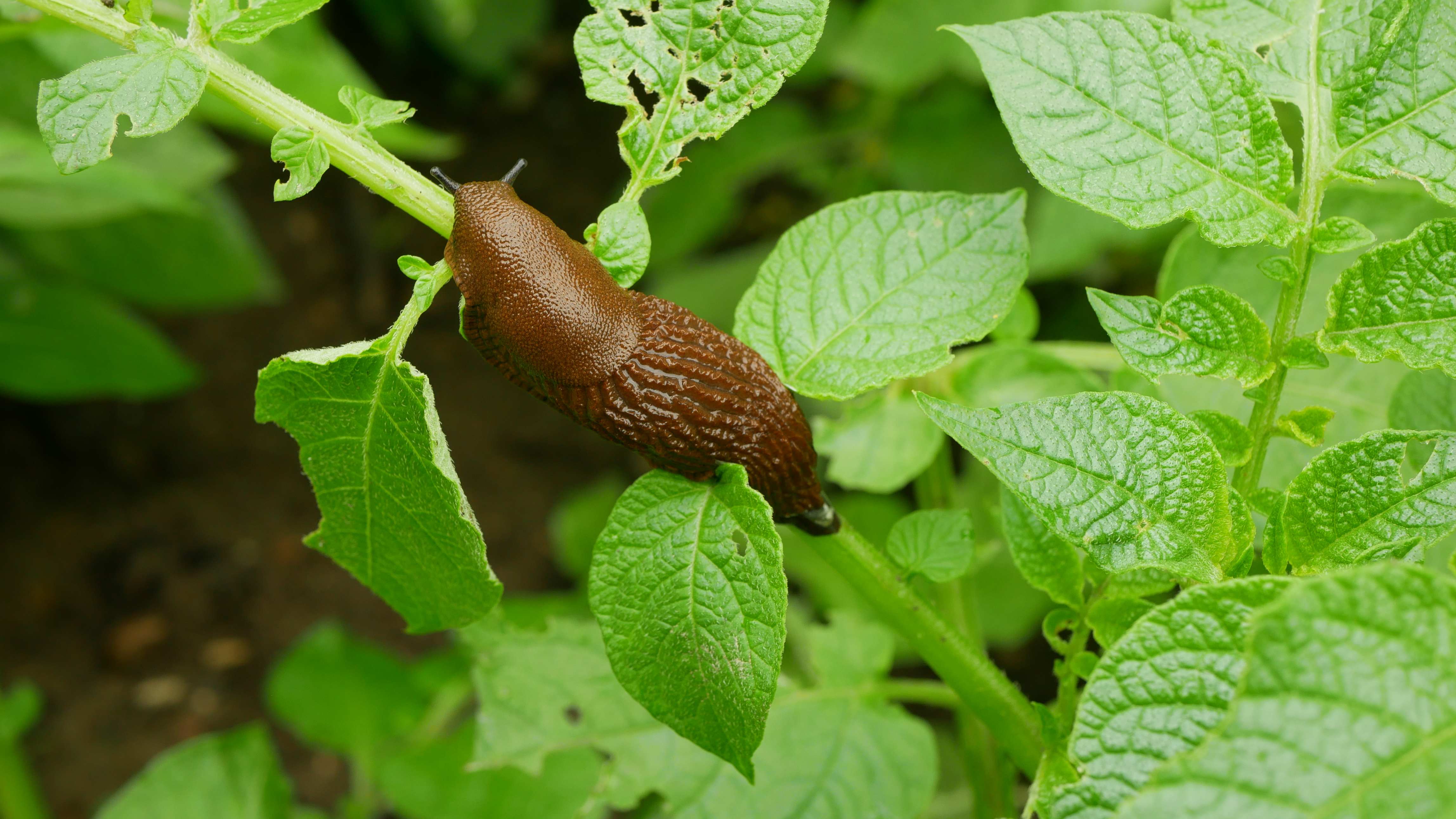 A Spanish slug is crawling on a green leaf