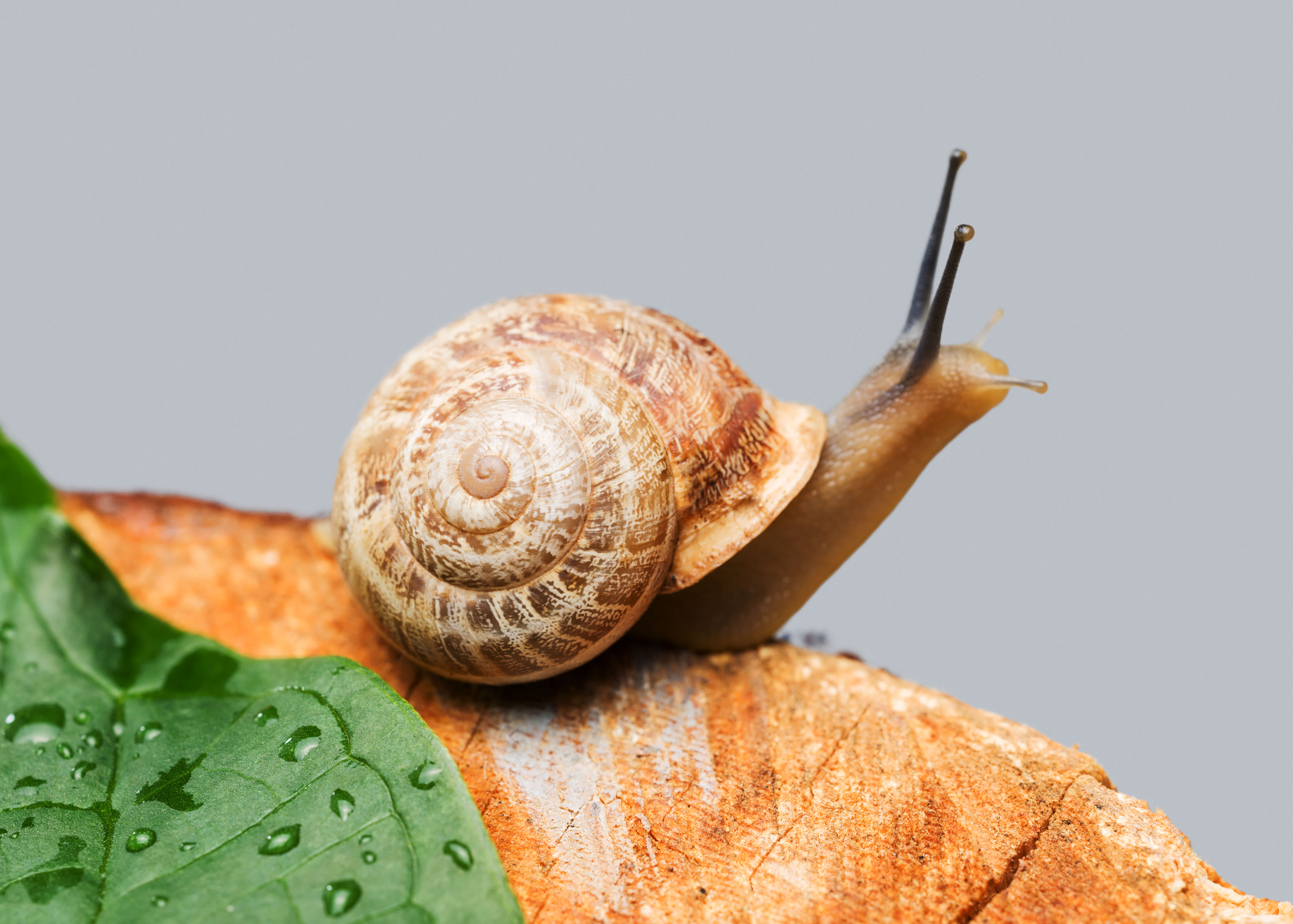A snail slowly crawls across a rough wooden surface