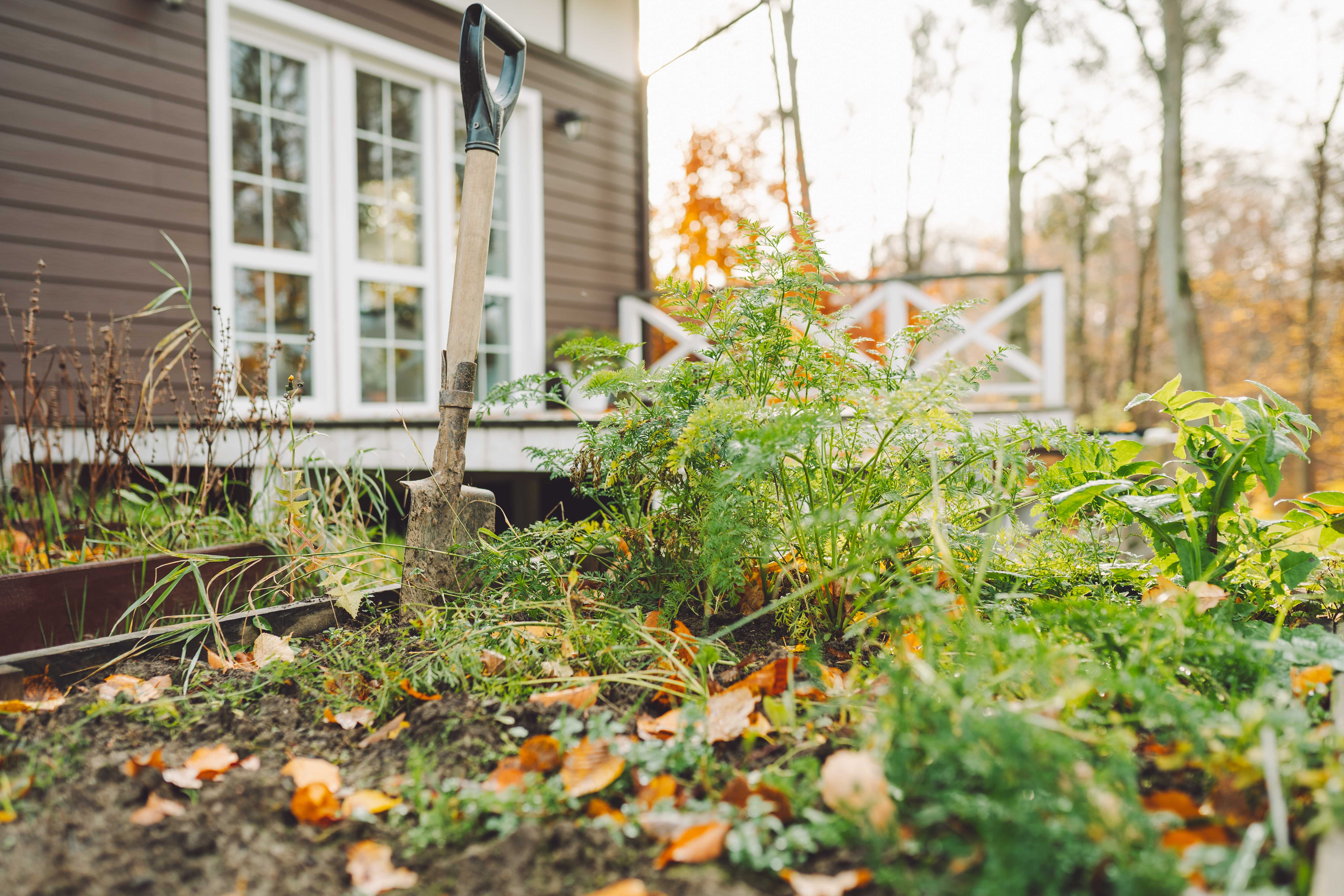 Plant debris in garden bed