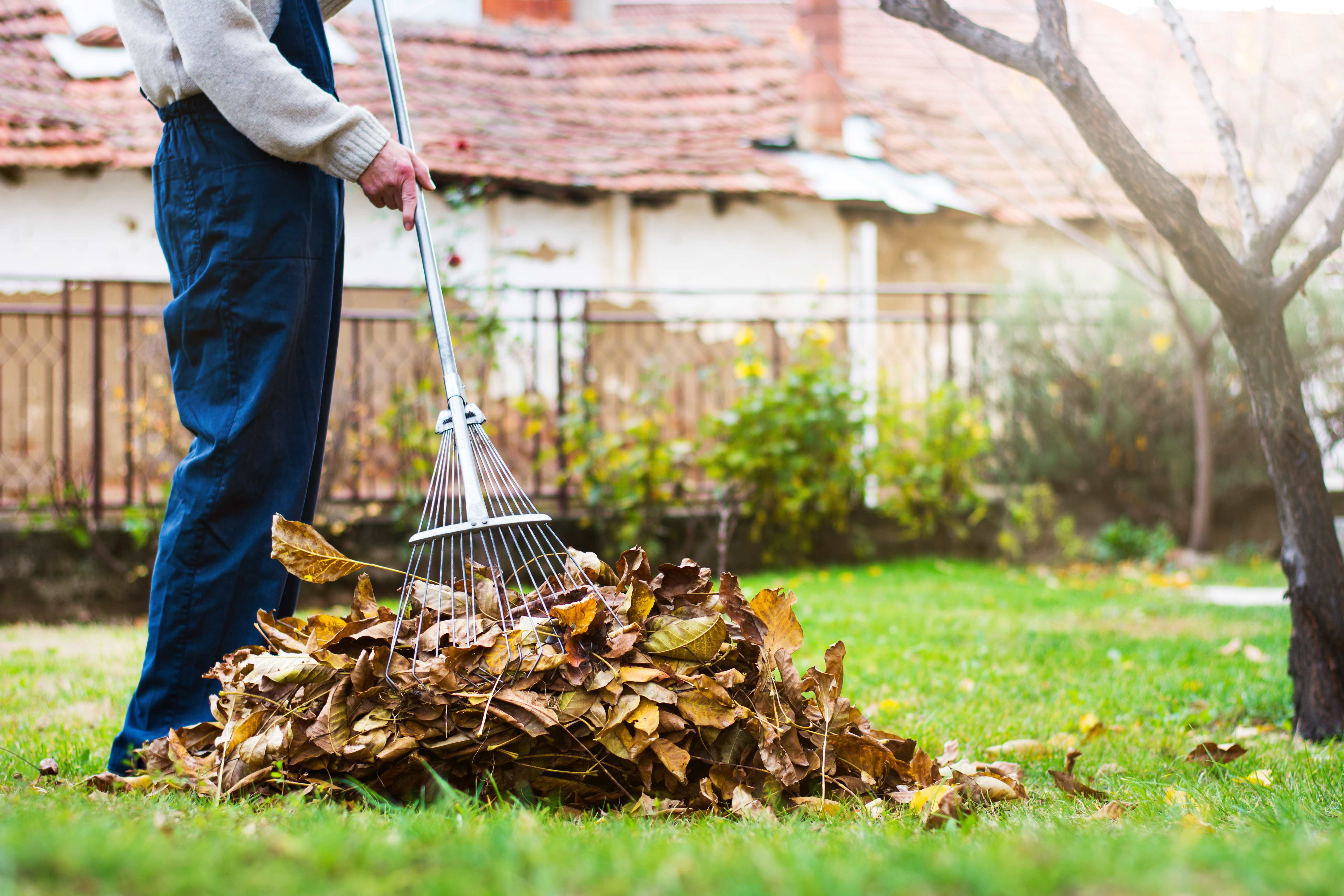 Person raking fall leaves in yard