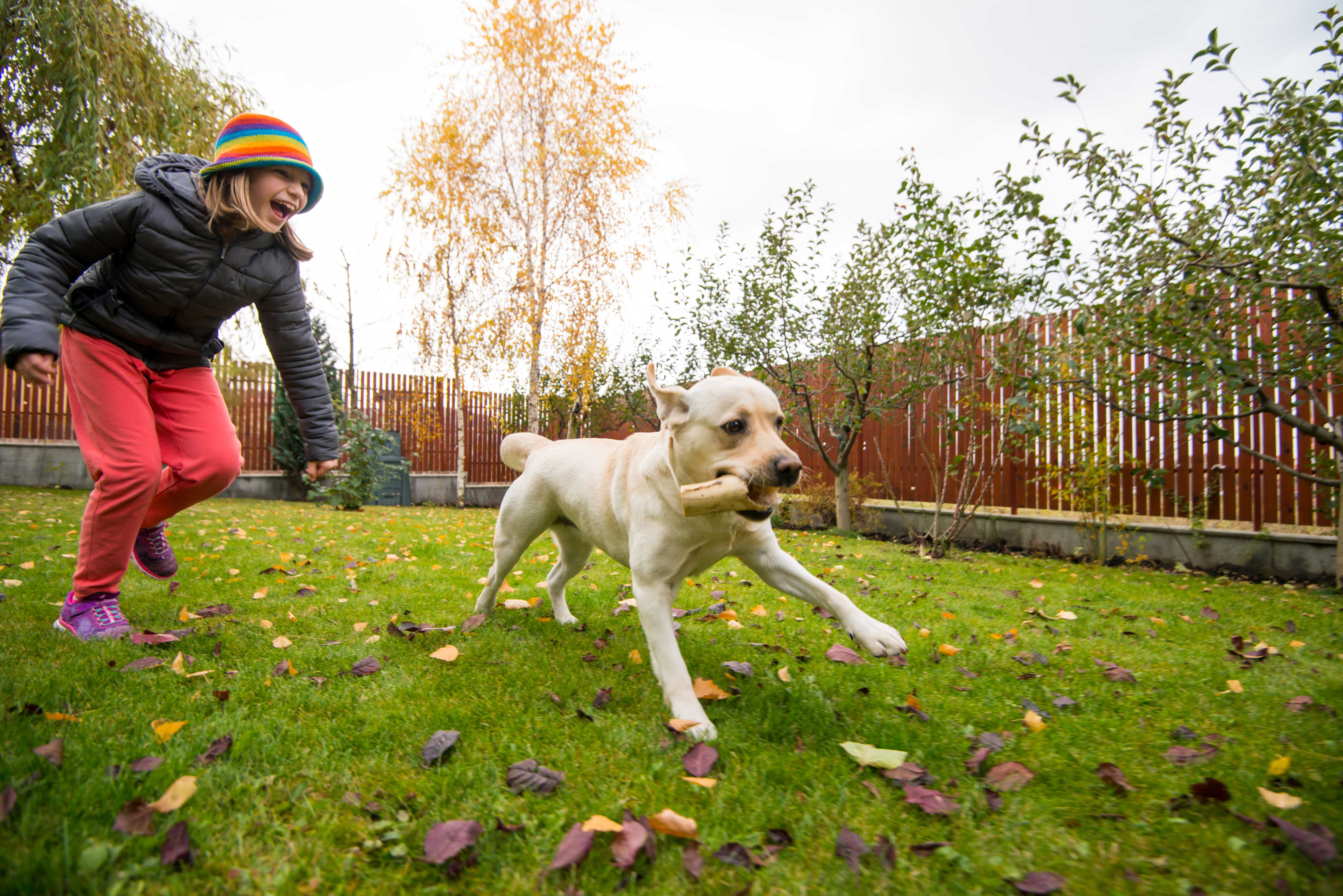 Girl playing with her dog in a fenced yard