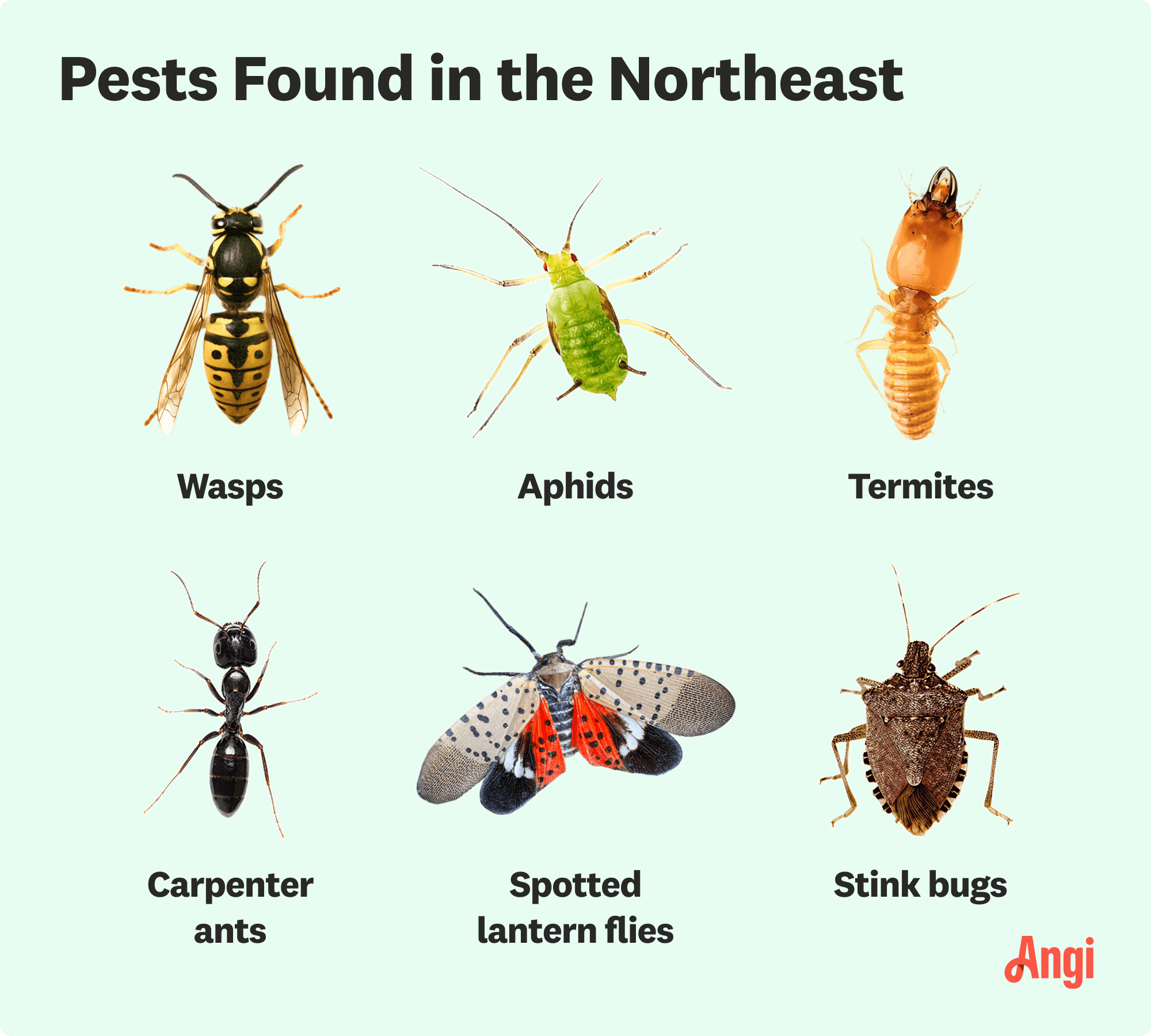 6 pests found in the northeast, including wasps, aphids, and stink bugs