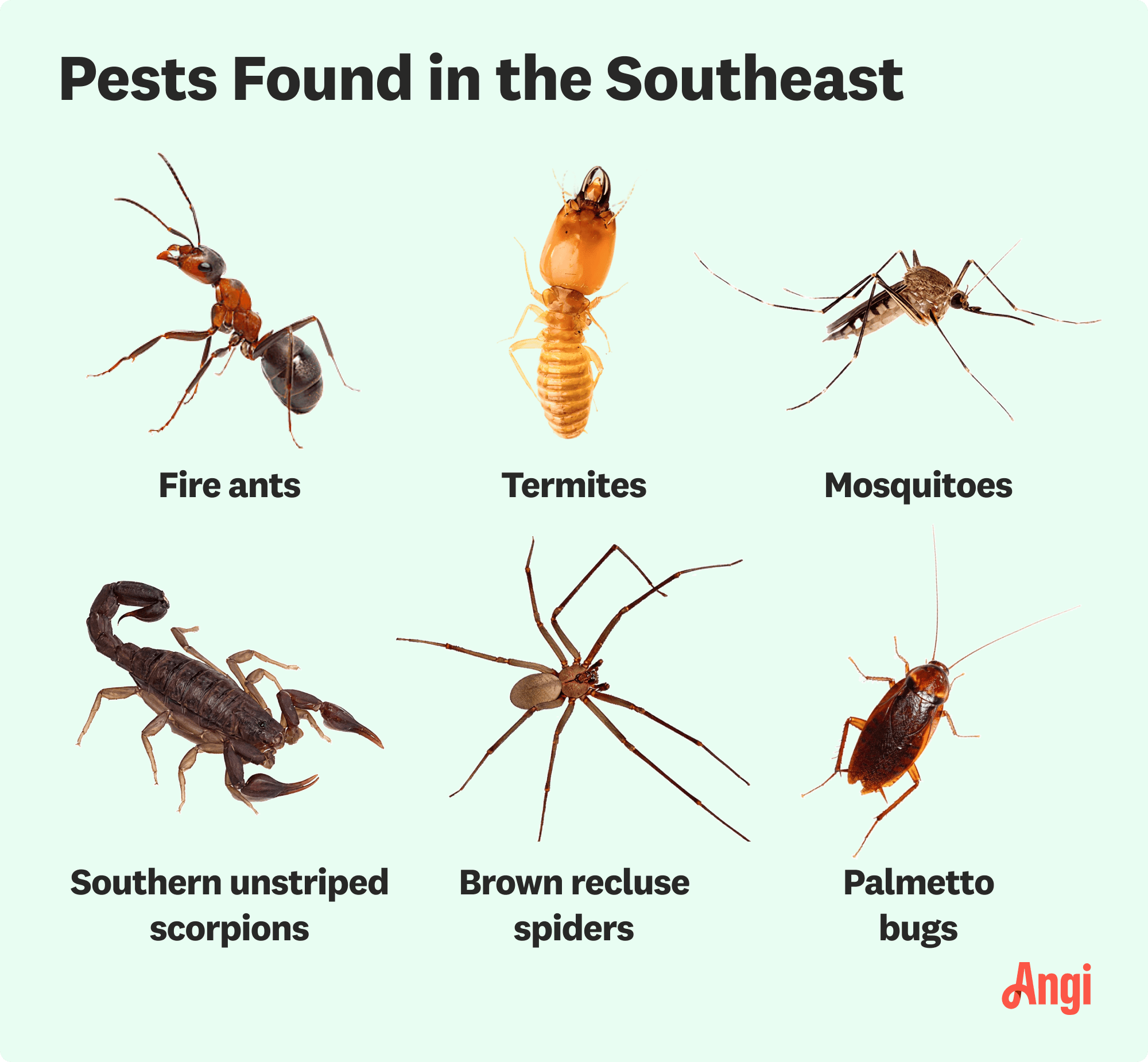 6 pests found in the southeast, including termites, mosquitoes, and Palmetto bugs