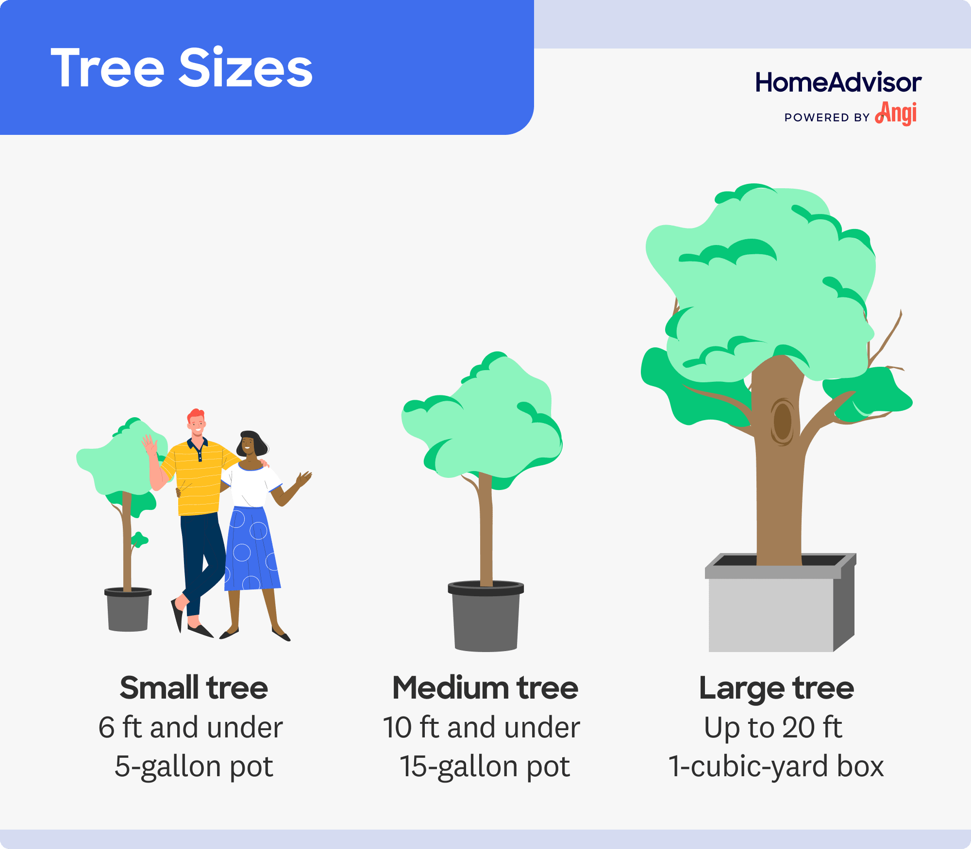 Tree size comparison illustrated, including small, medium, and large trees
