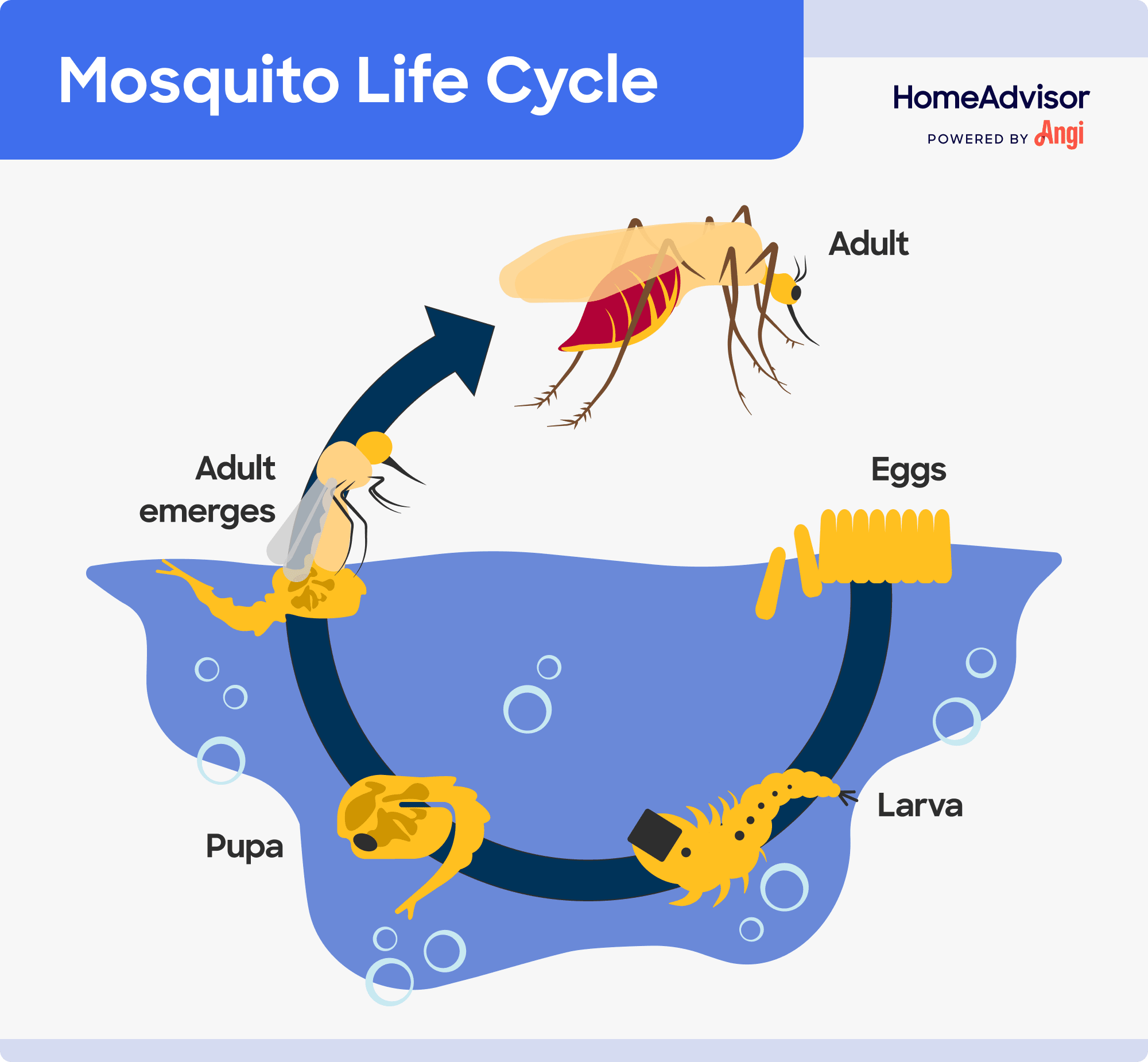 Life cycle of a mosquito from egg to adult illustrated