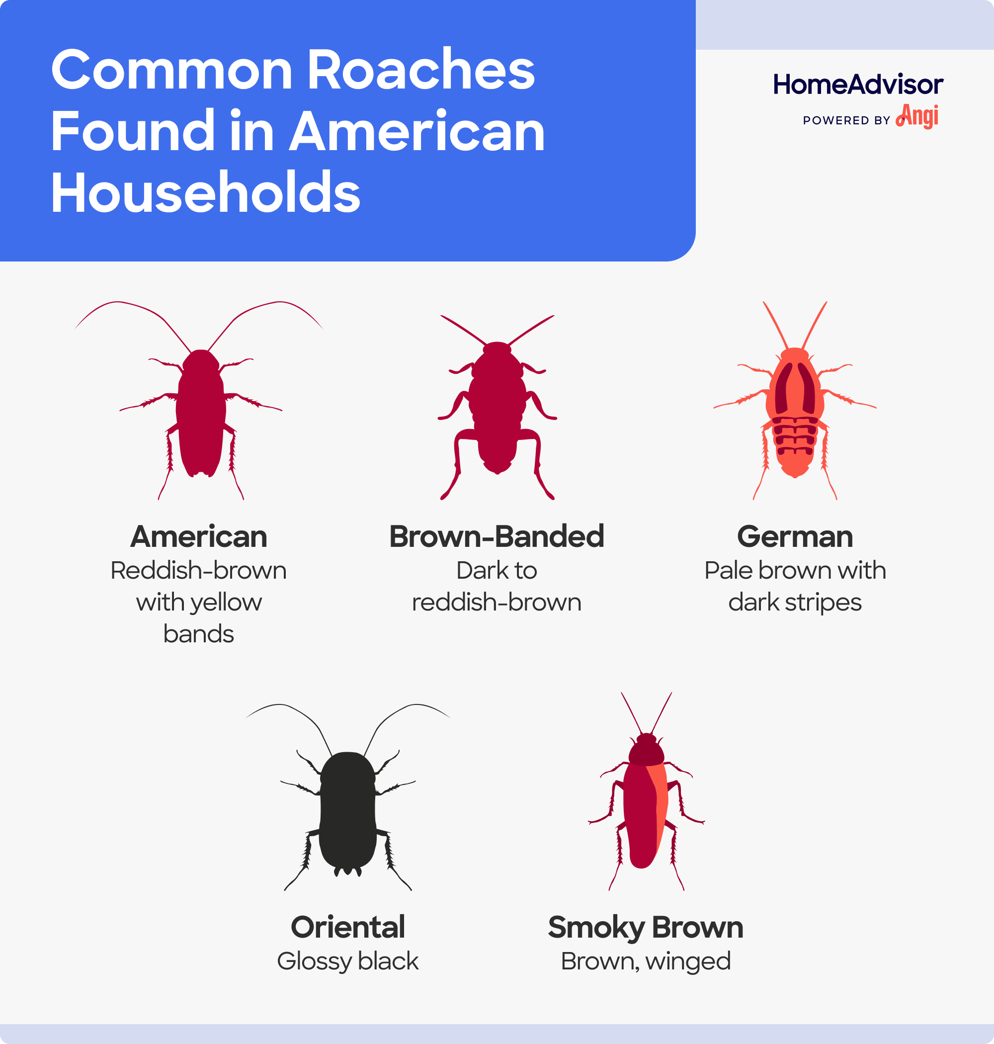 Common roaches found in American households illustrated and compared, including German, Oriental, and Brown-banded