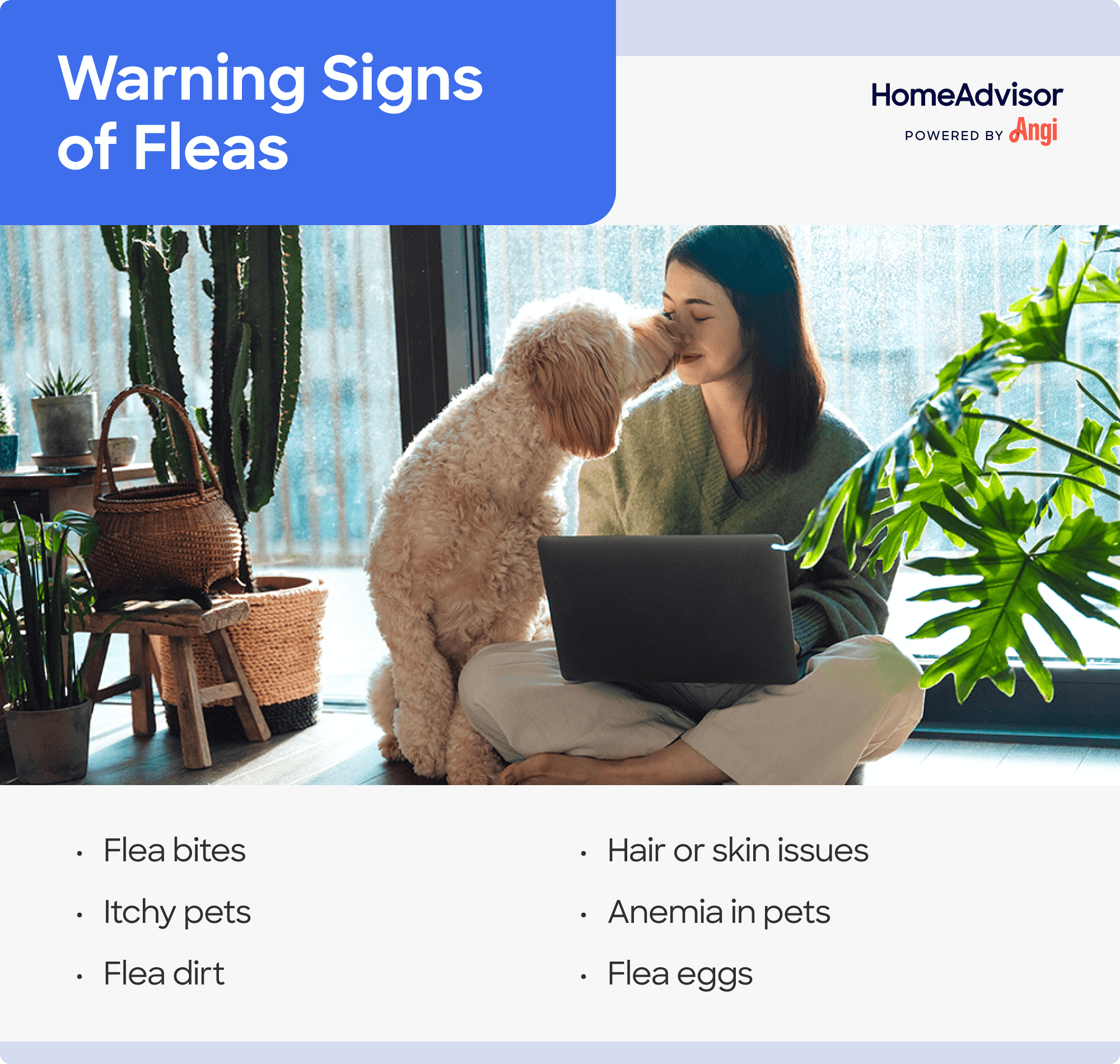 6 warning signs of fleas, including flea bites, hair or skin issues, and flea eggs
