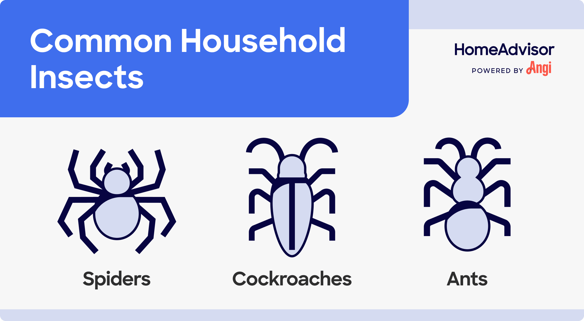 3 common household insects illustrated, including spiders, ants, and cockroaches