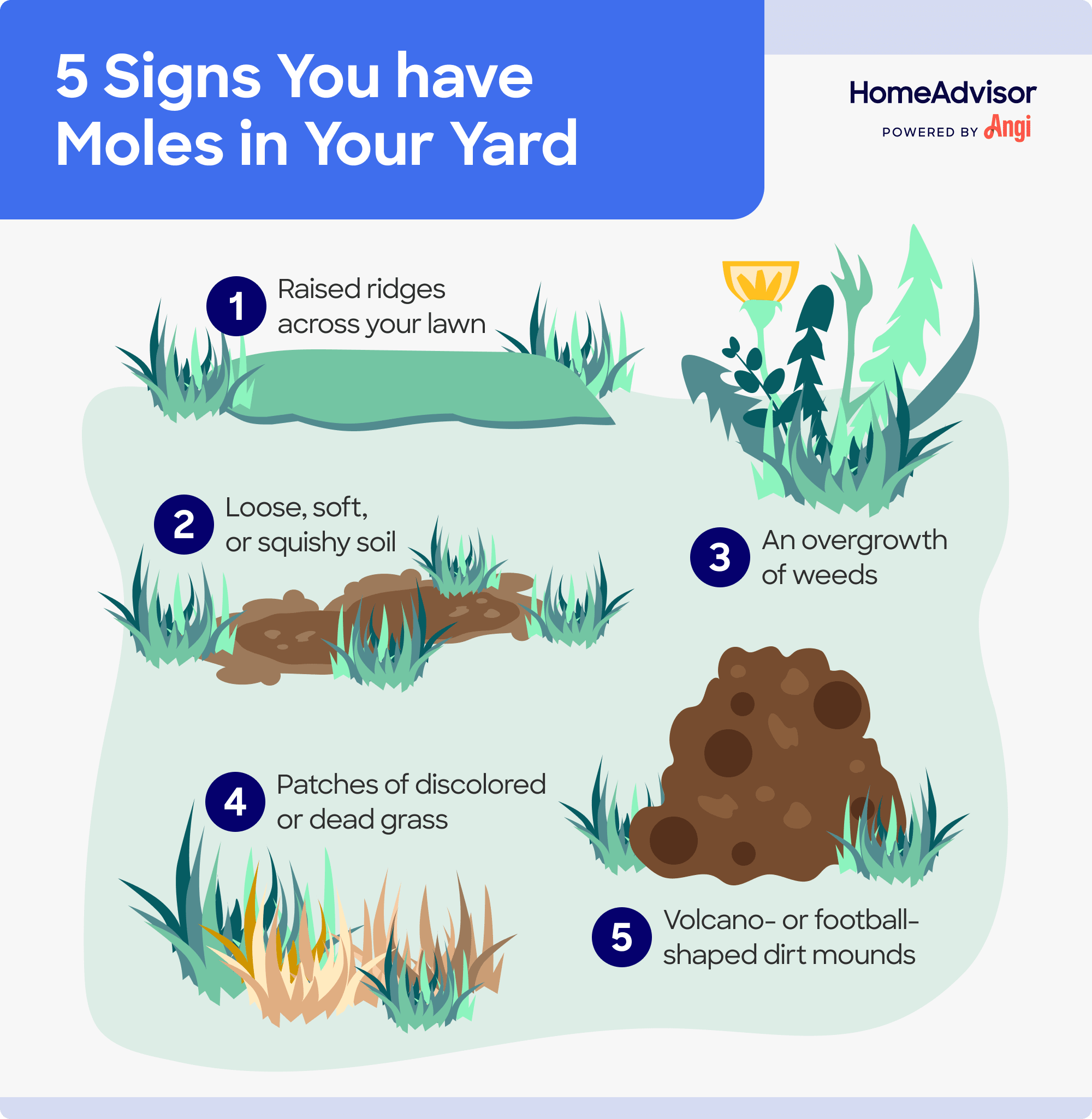 5 signs moles are in your yard illustrated, including raised ridges across your lawn