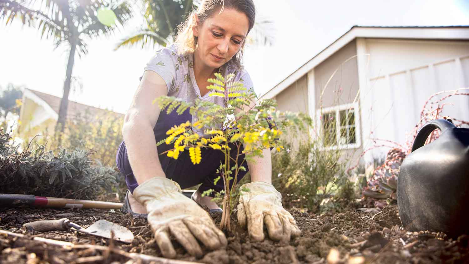 Woman planting a young tree in the yard