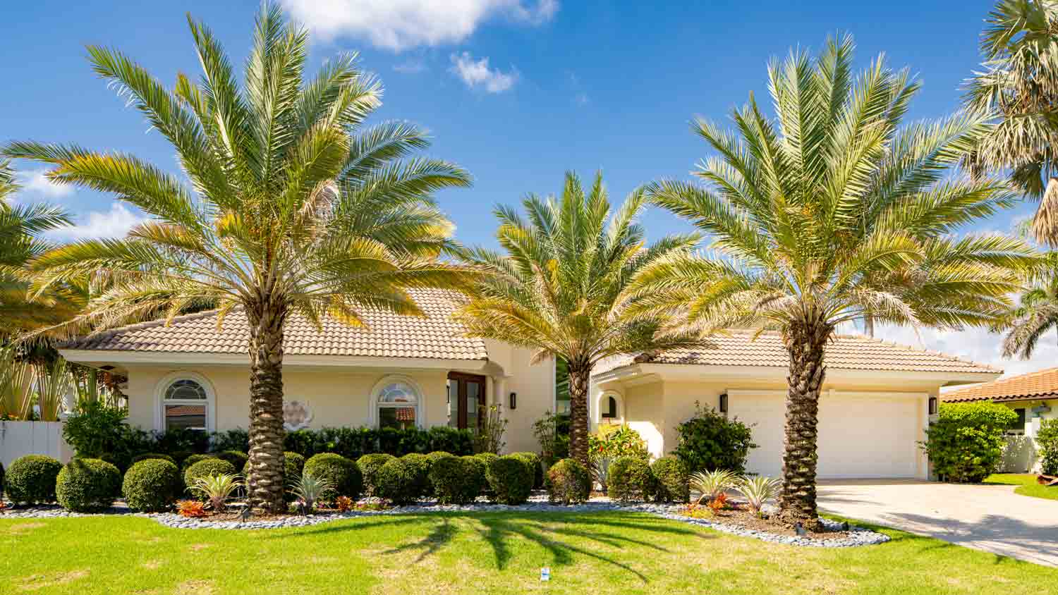 palm trees outside family home