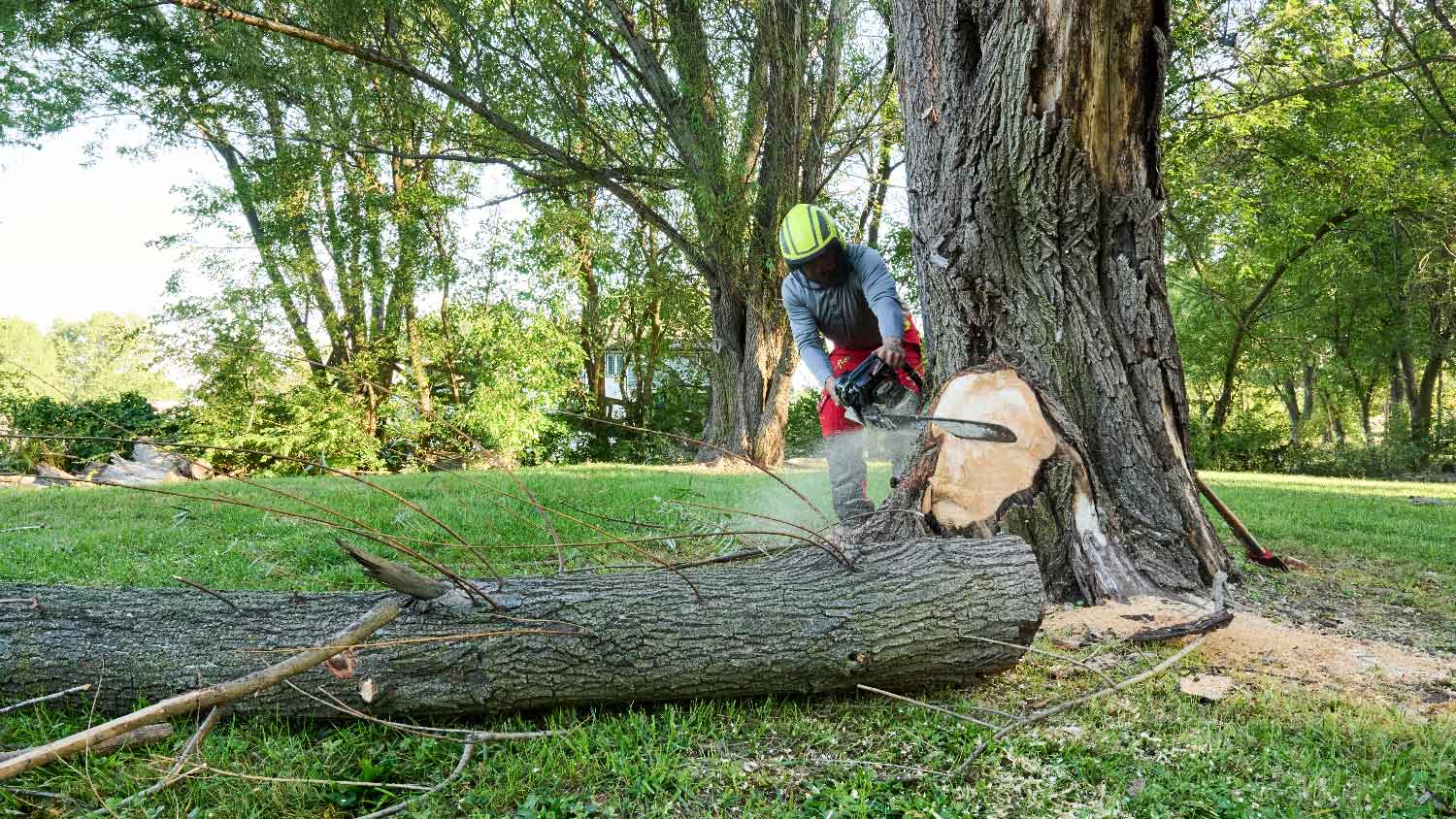 How to Remove a Stump With Chainsaw | Angi