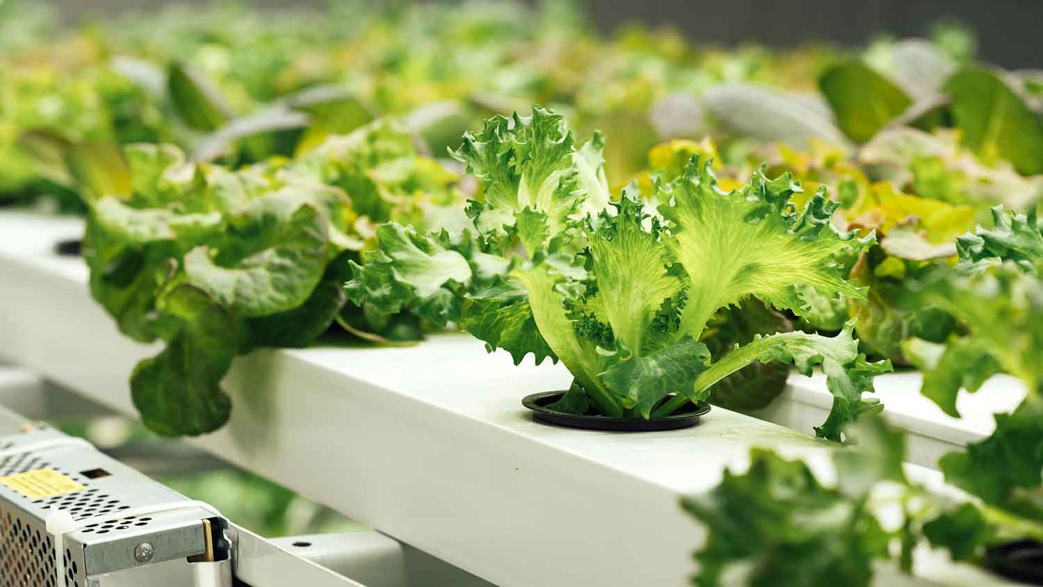 Lettuce growing in a hydroponic setup