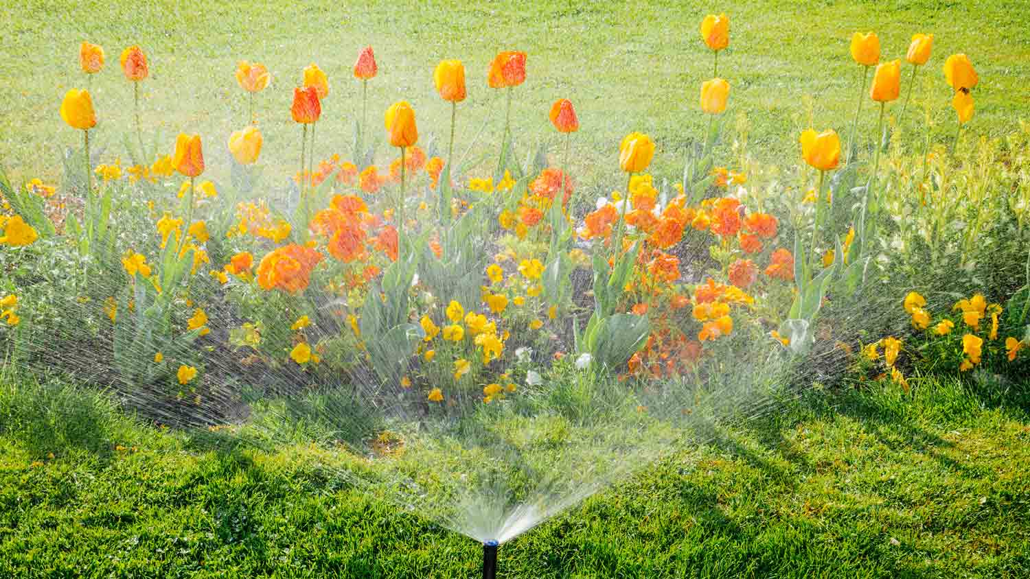 sprinkler system watering tulips in yard
