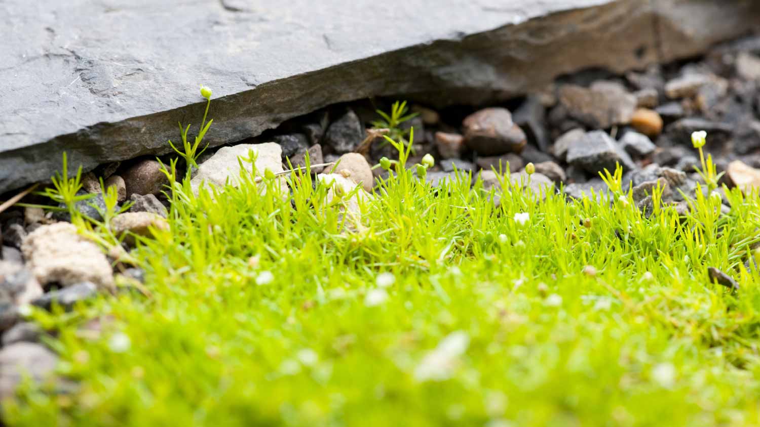 Moss growing in garden rocks