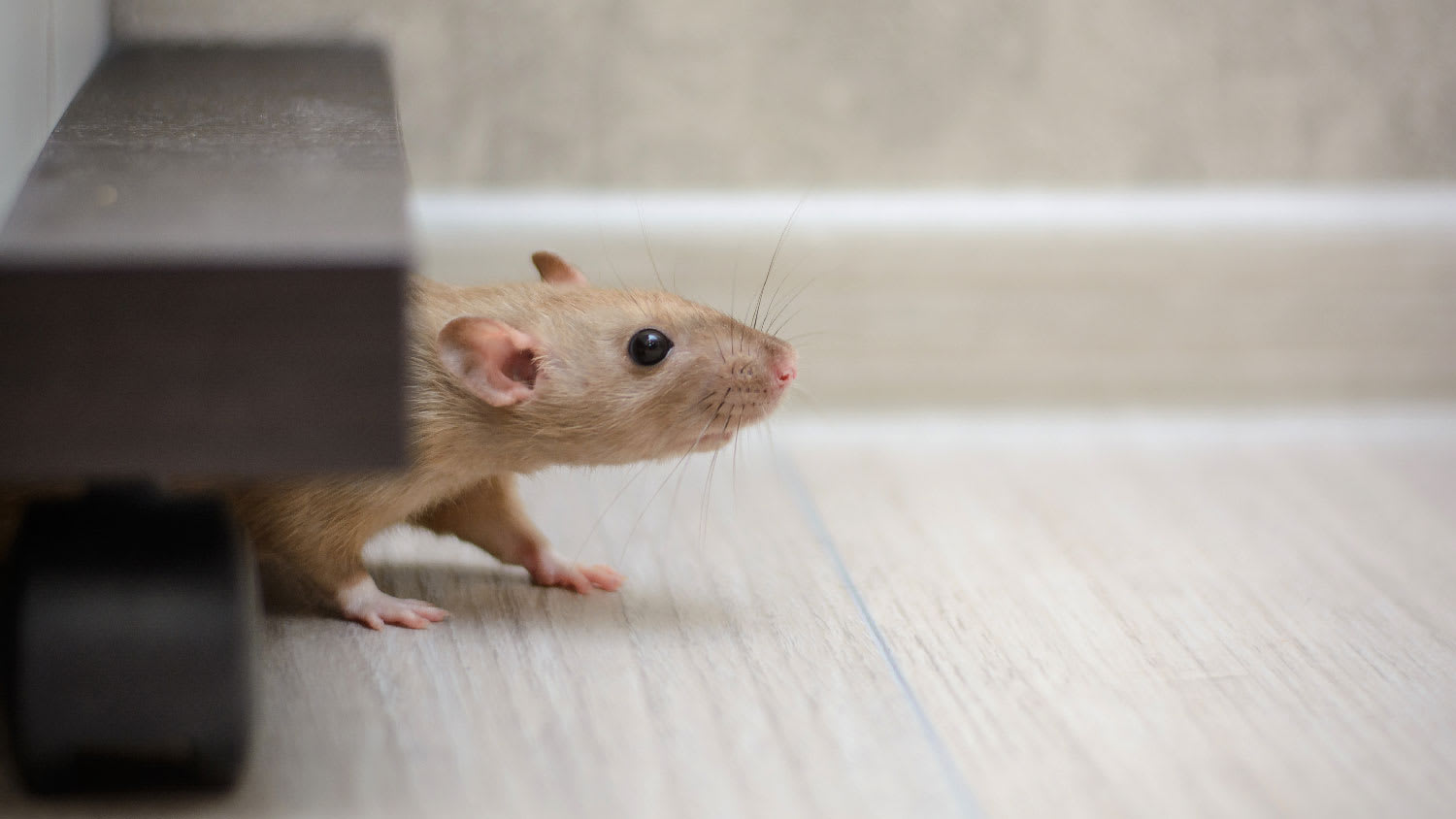 A small mouse sniffing around the house