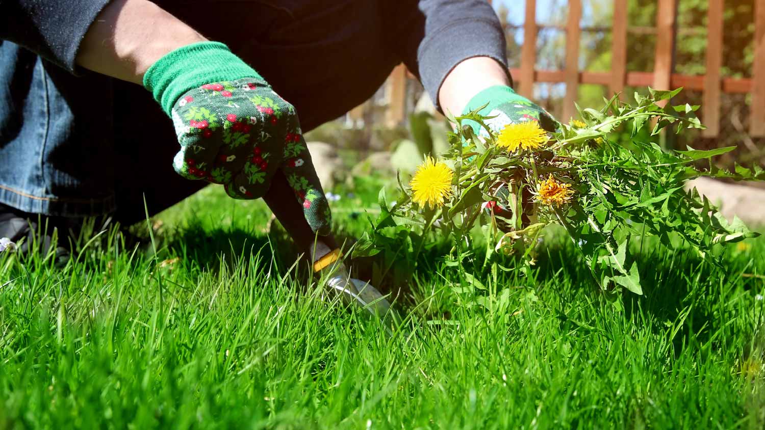A man pulling weeds out from the grass loan